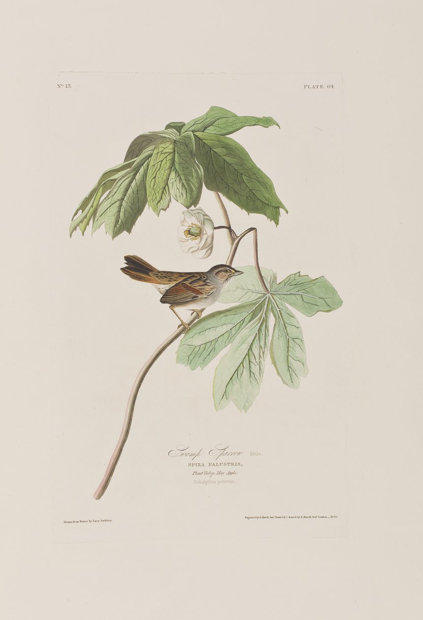Illustration de 