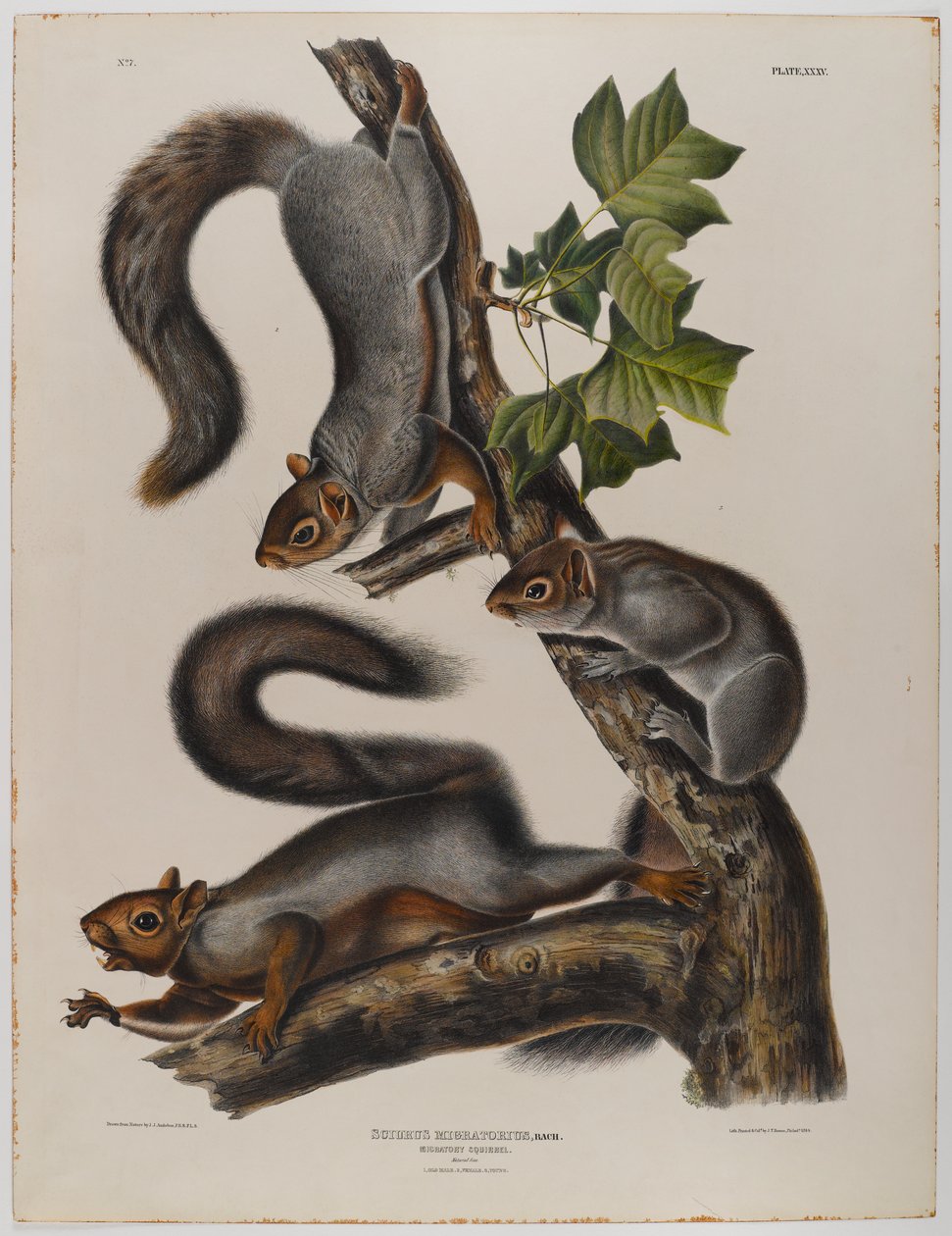 Écureuil migrateur - John James Audubon