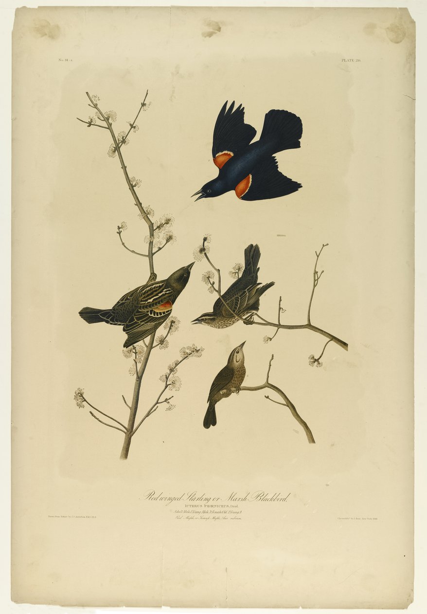 Carouge à épaulettes, imprimé par Julien Bien et publié par Roe Lockwood & Son, 1861 - John James Audubon