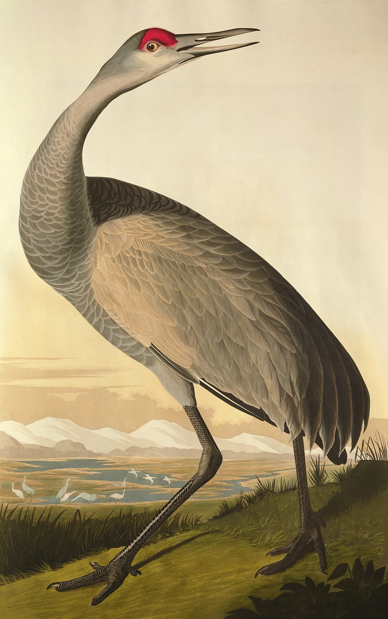 Grue du Canada, de 