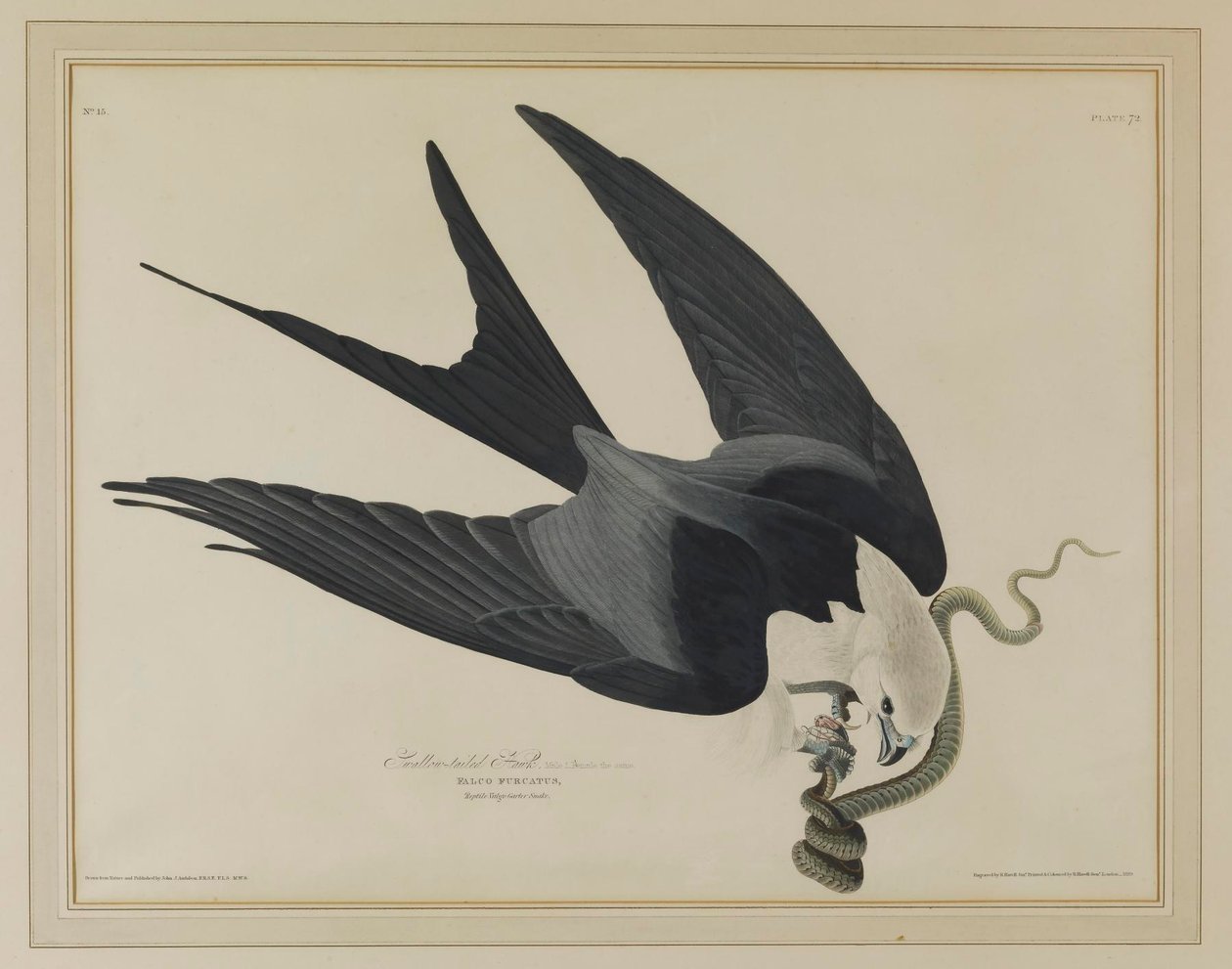 Milan à queue fourchue - John James Audubon