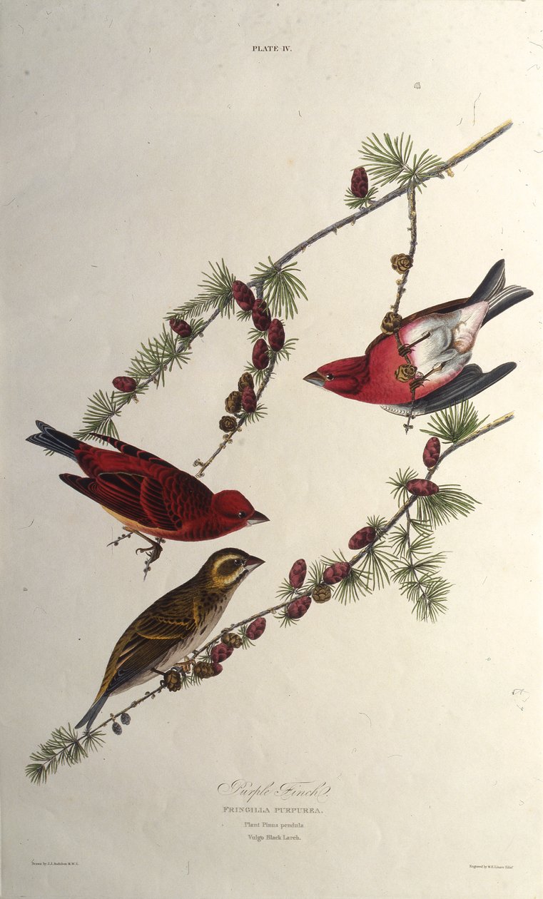 Le roselin pourpré. De Les Oiseaux d