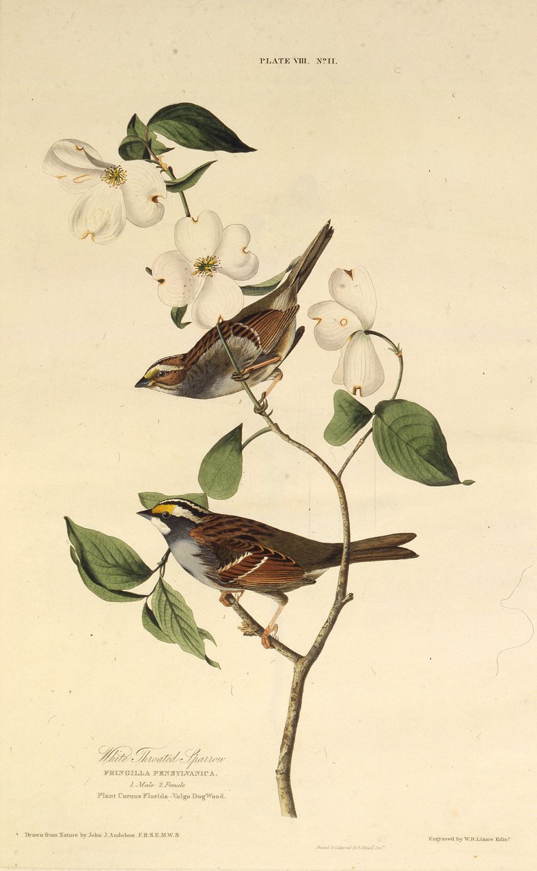 Le bruant à gorge blanche. De Les Oiseaux d