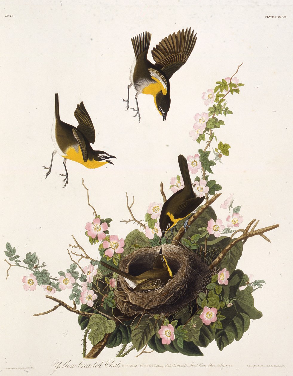 Le bruant à poitrine jaune. De Les Oiseaux d