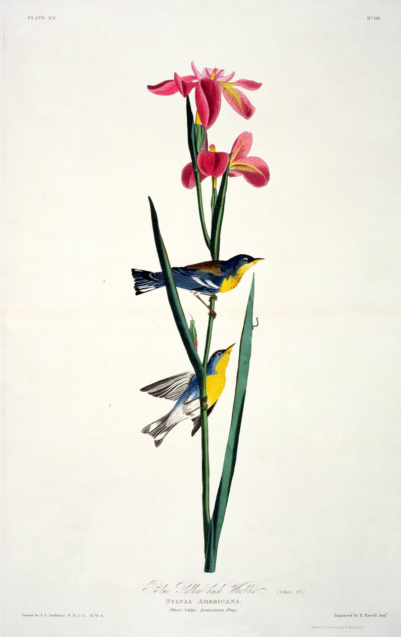 La Paruline à dos jaune, extrait de Birds of America, gravé par Robert Havell (1793-1878) - John James after Audubon