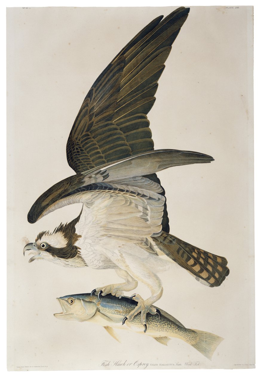 Balbuzard pêcheur, lithographie de Julius Bien (1826-1909), 1860 - John James after Audubon