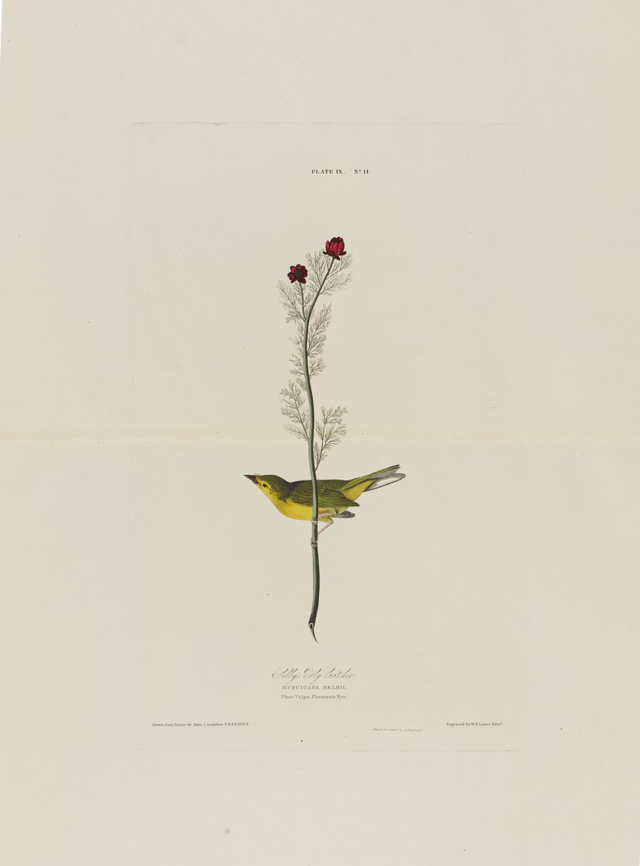 Le Moucherolle de Selby, extrait de Birds of America, gravé par Robert Havell (1793-1878) - John James after Audubon