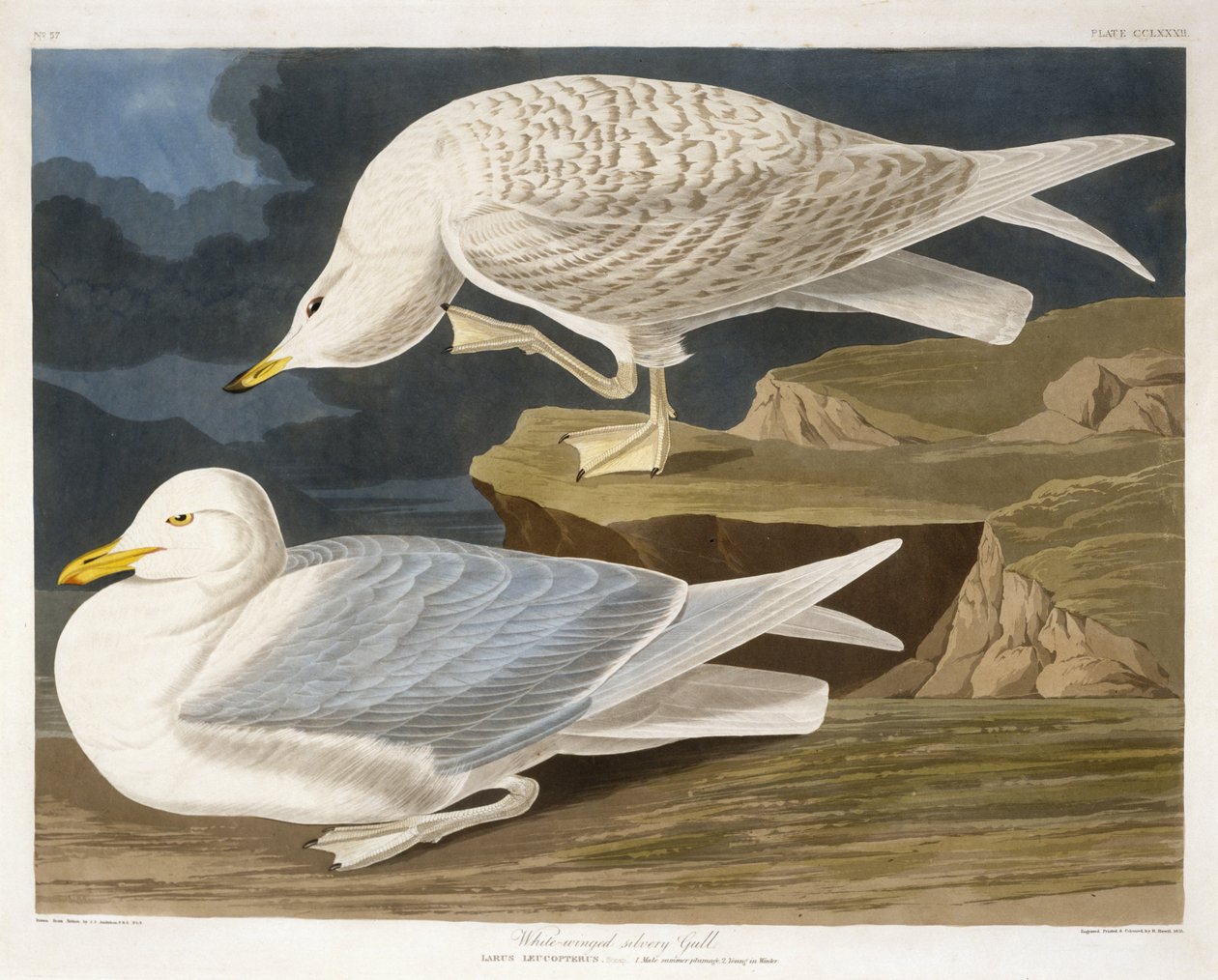 Goéland argenté à ailes blanches, gravé par Robert Havell, Jr. (1793-1878), 1835 (gravure colorée à la main) - John James after Audubon