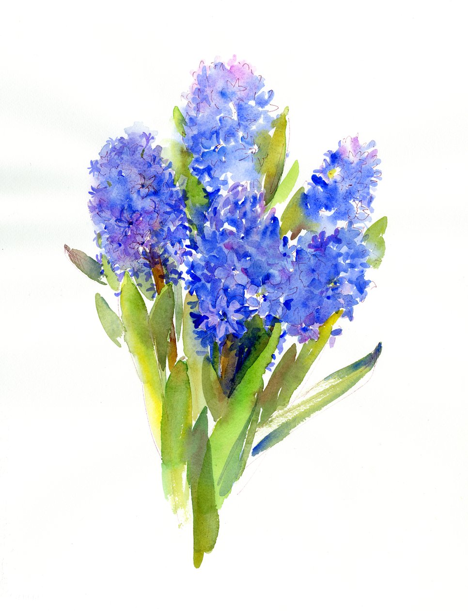 Jacinthe bleue - John Keeling