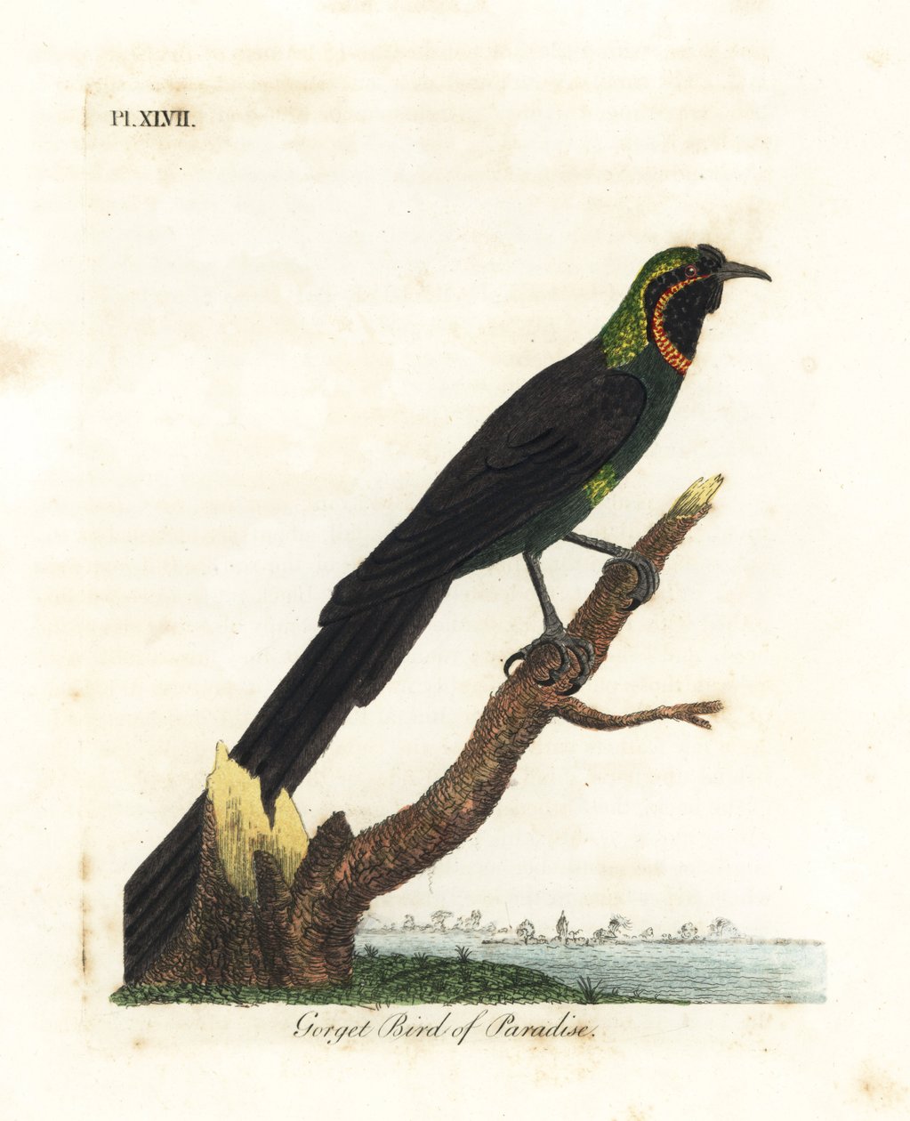 Astrapia d