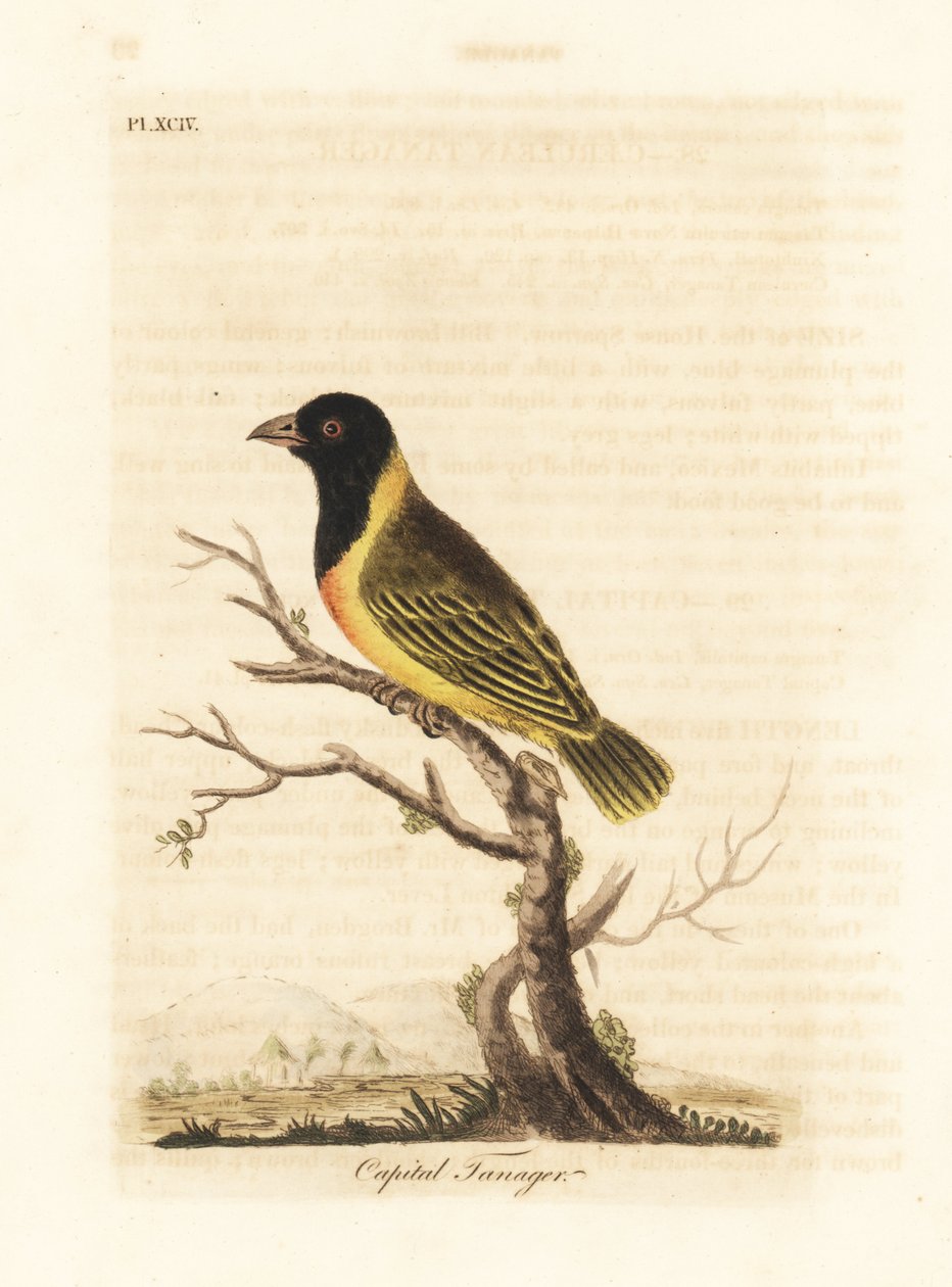 Tisserin à tête noire et collier jaune, Ploceus melanocephalus capitalis (Tangara capitale, Tanagra capitalis). Gravure sur cuivre coloriée à la main dessinée et gravée par John Latham de son propre A General History of Birds, Winchester - John Latham