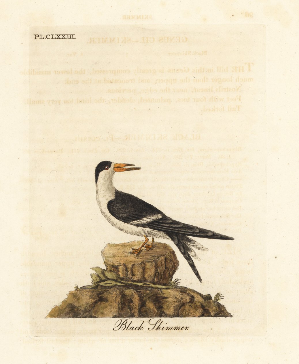 Bec-en-ciseaux noir, Rynchops niger (Rhynchops nigra). Gravure à la main en couleur dessinée et gravée par John Latham de son propre A General History of Birds, Winchester - John Latham