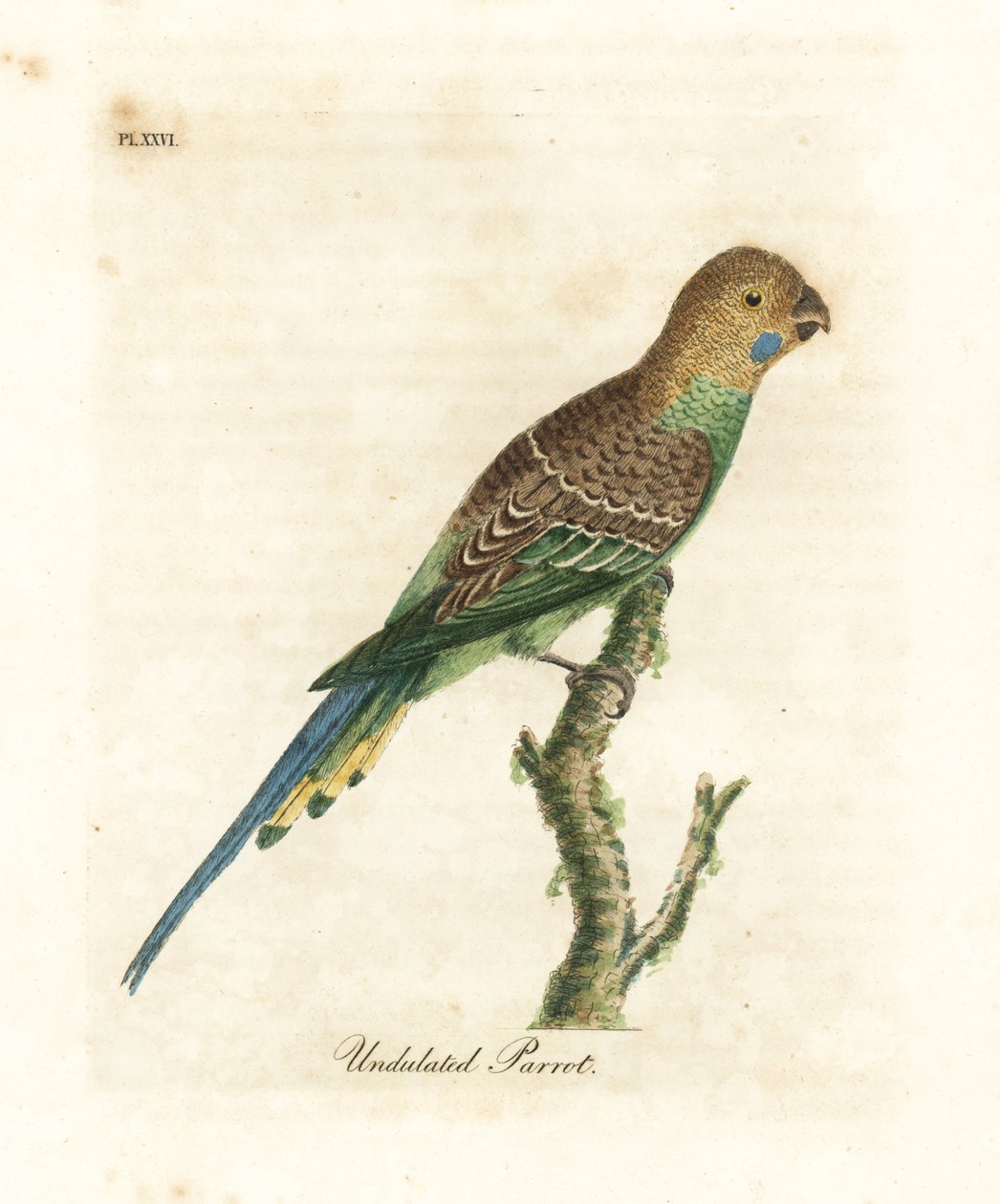 Perruche ondulée, Melopsittacus undulatus. Gravure à la main par John Latham de son propre A General History of Birds, Winchester - John Latham