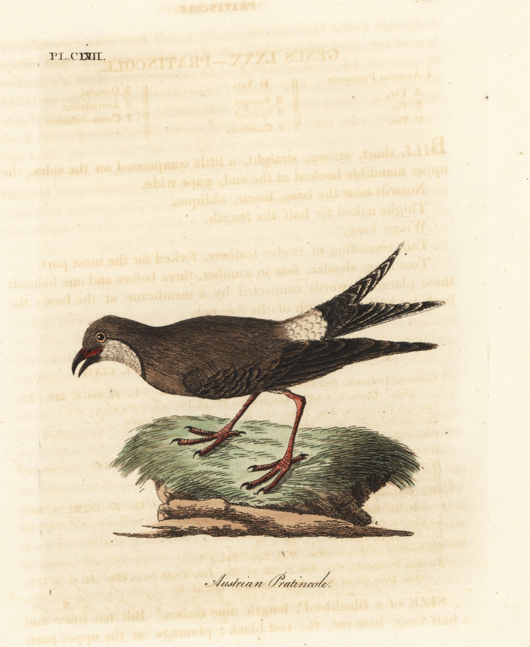 Glaréole à collier, Glareola pratincola. Gravure à la main par John Latham de son propre A General History of Birds, Winchester - John Latham