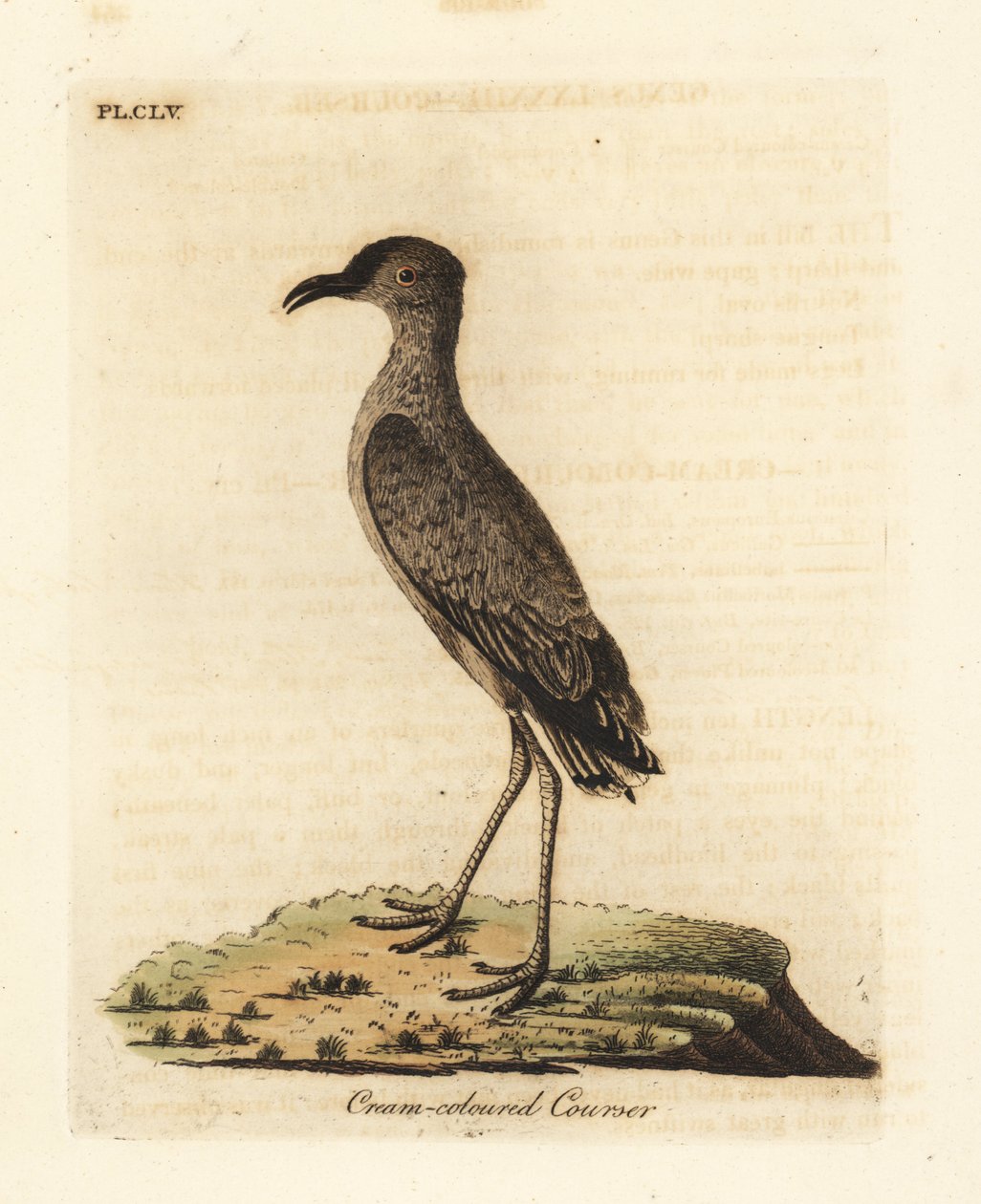 Courvite isabelle, Cursorius cursor (Cursorius europaeus). Gravure à la main en couleur dessinée et gravée par John Latham de son propre A General History of Birds, Winchester - John Latham