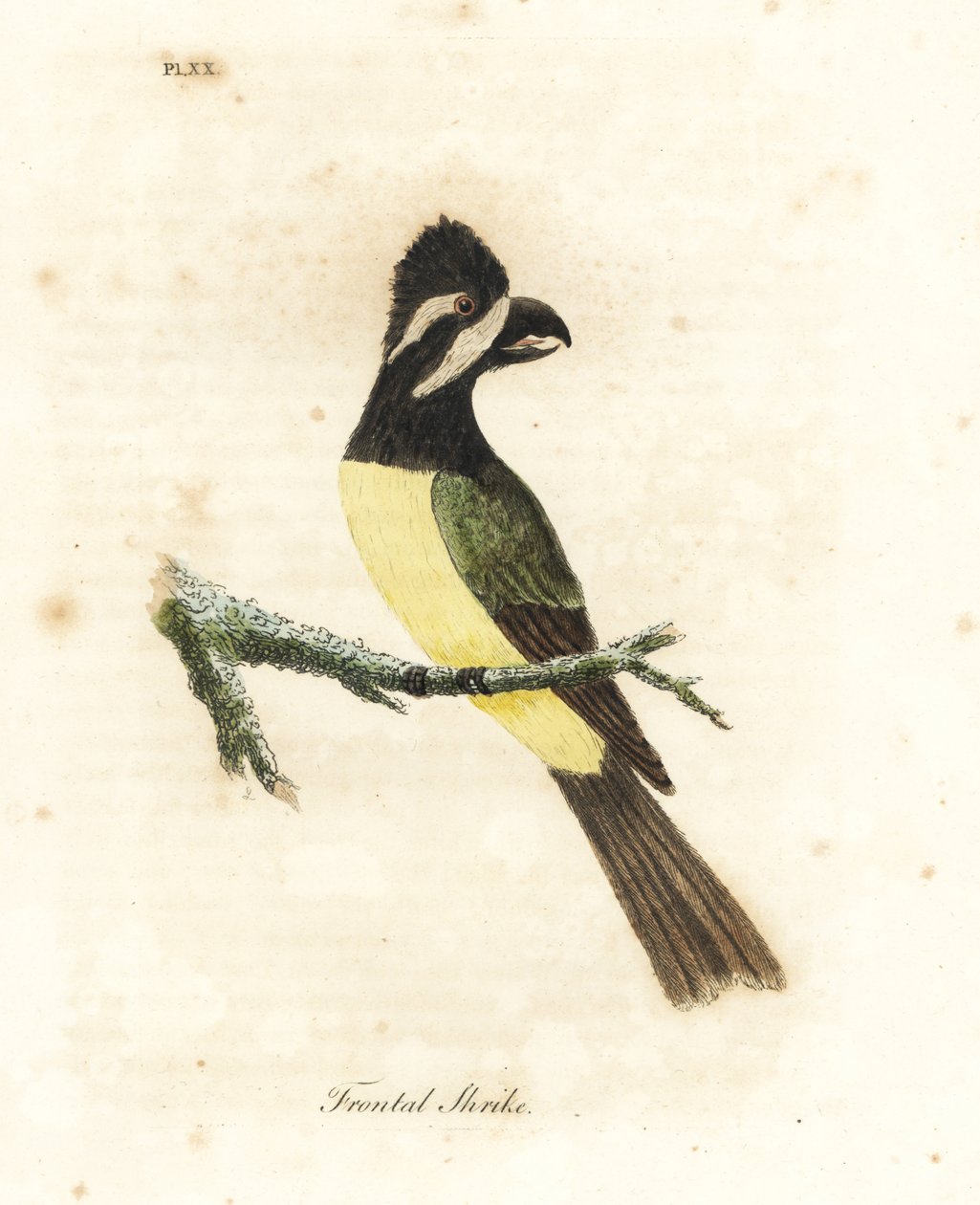 Petit échenilleur à crête, Falcunculus frontatus. Gravure à la main par John Latham de son propre A General History of Birds, Winchester - John Latham