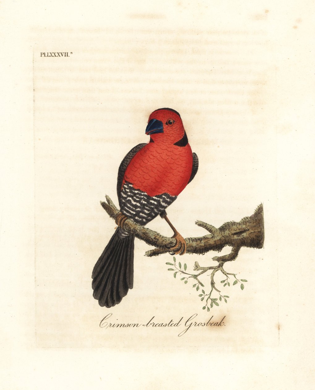 Gros-bec à poitrine cramoisie. Espèce inconnue ou peut-être éteinte de gros-bec originaire d