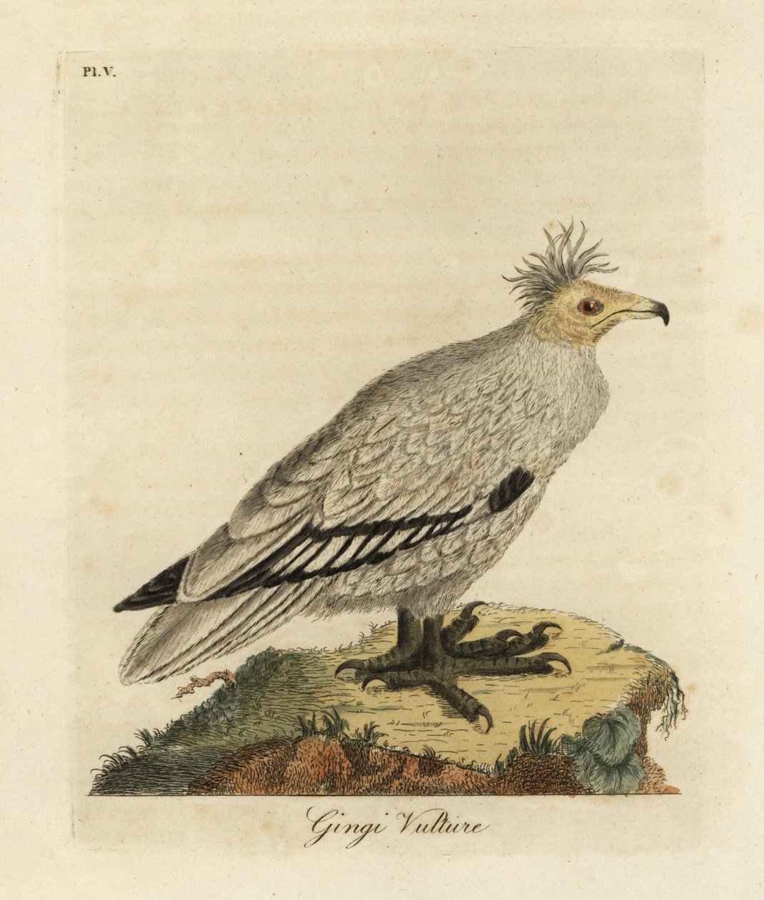 Vautour percnoptère, Neophron percnopterus ginginianus - John Latham
