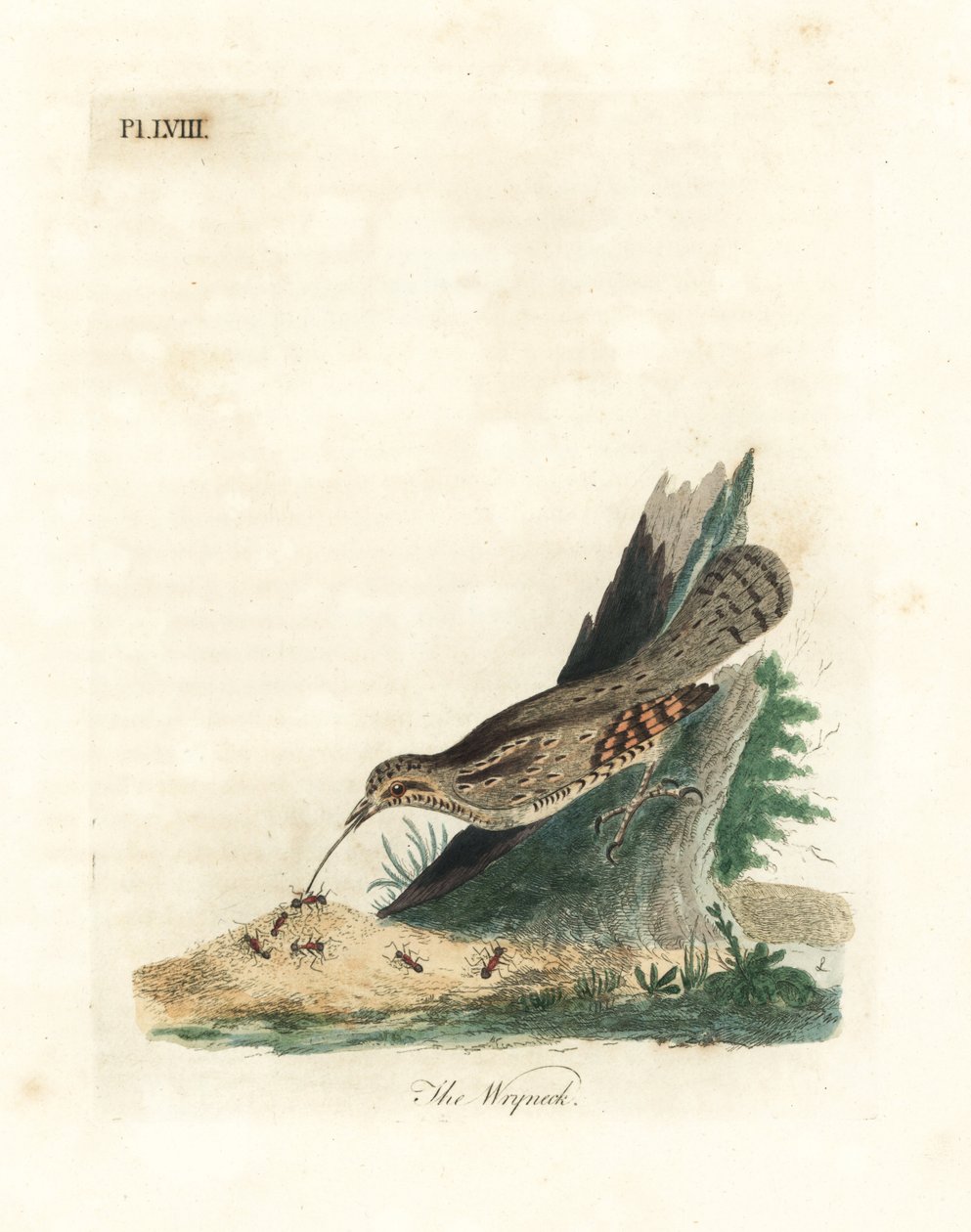 Torcol fourmilier, Jynx torquilla. Gravure à la main par John Latham de son propre A General History of Birds, Winchester - John Latham