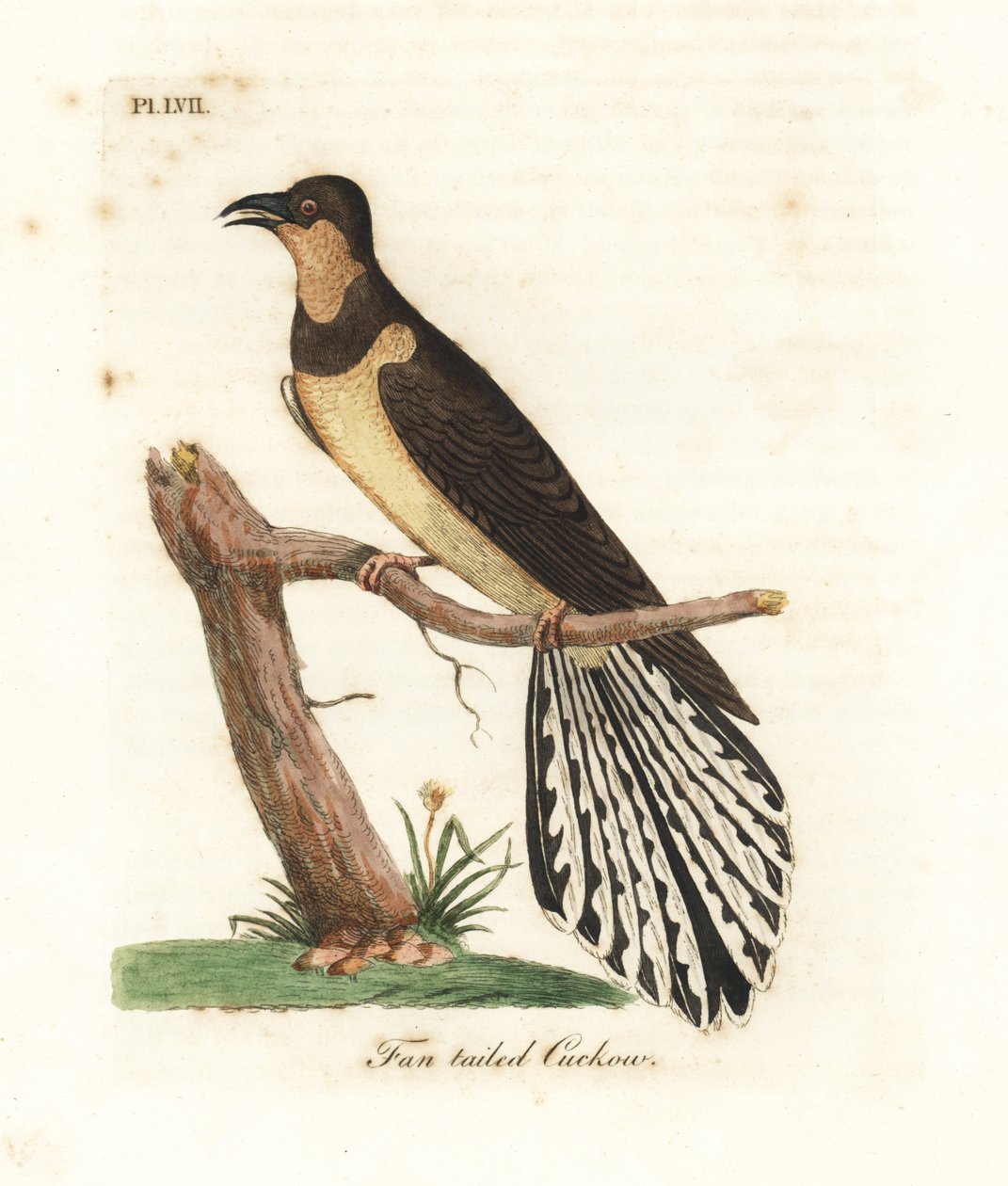 Coucou à queue en éventail, Cacomantis flabelliformis (Coucou à queue en éventail, Cuculus flabelliformis). Gravure à la main en couleur par John Latham de son propre A General History of Birds, Winchester - John Latham