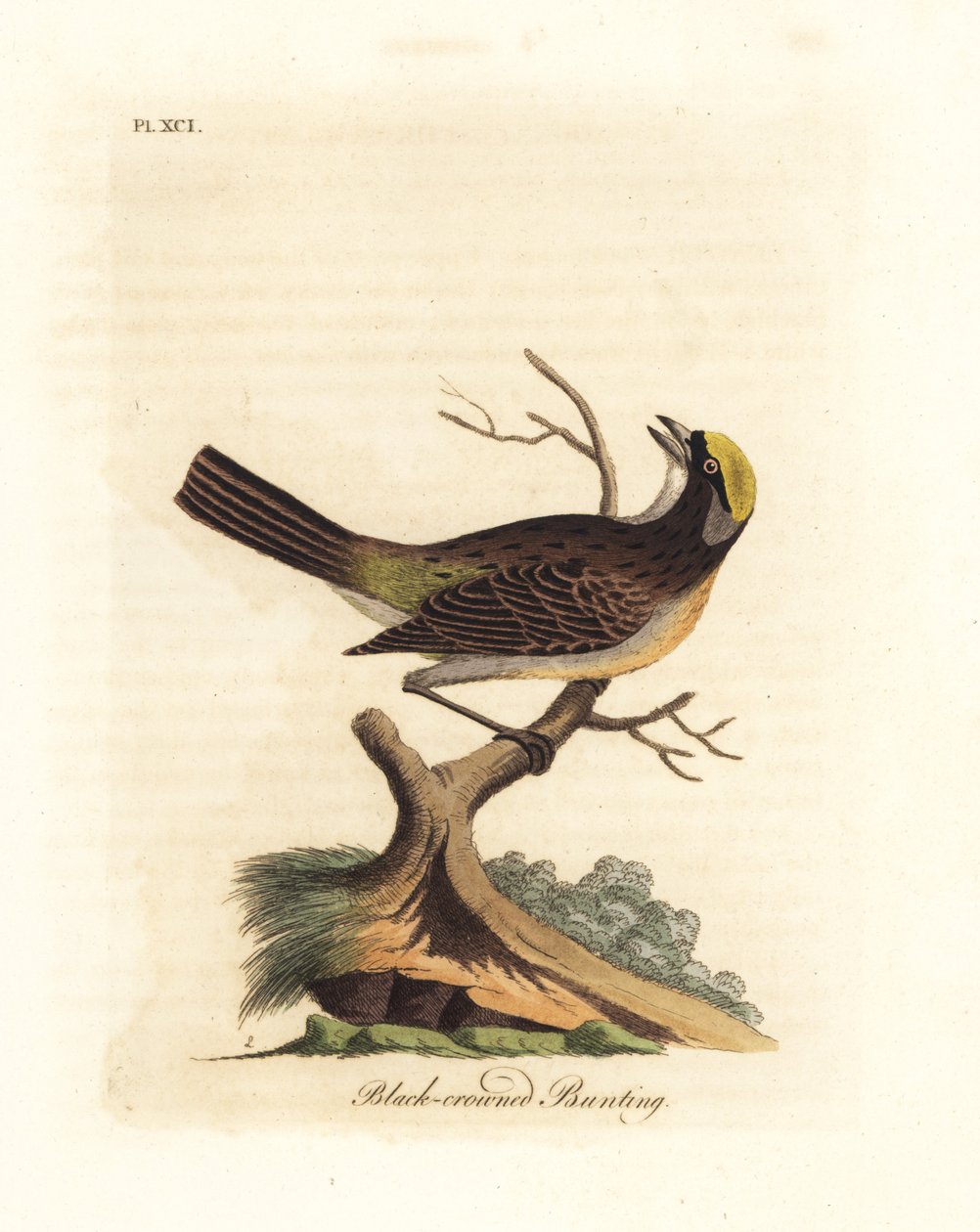 Moineau à couronne dorée, Zonotrichia atricapilla (Bruant à couronne noire, Emberiza atricapilla). Gravure à la main en cuivre dessinée et gravée par John Latham de son propre A General History of Birds, Winchester - John Latham