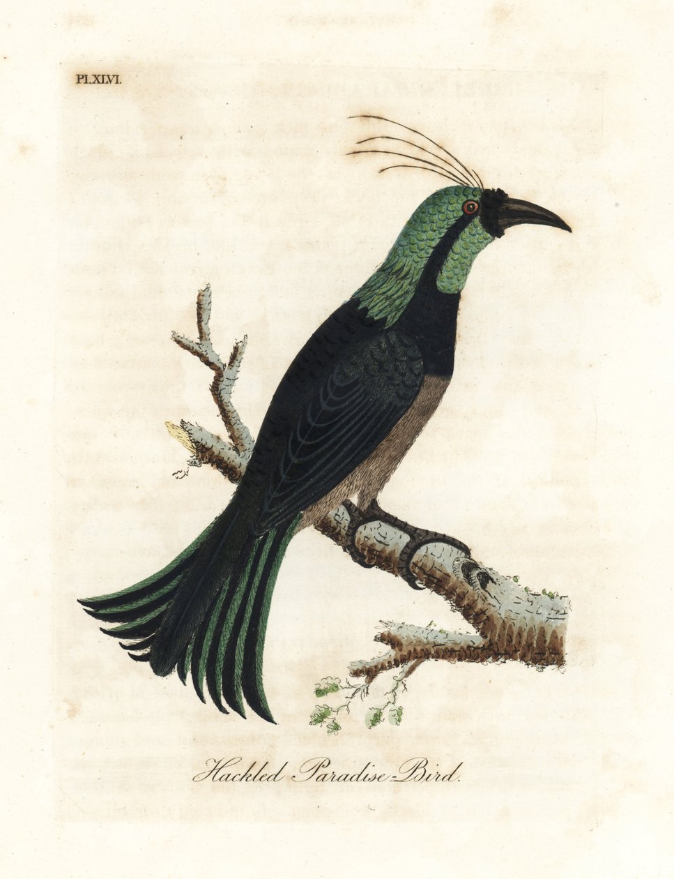 Oiseau de paradis à collerette, peut-être une espèce hybride ou éteinte. Dessiné à partir d