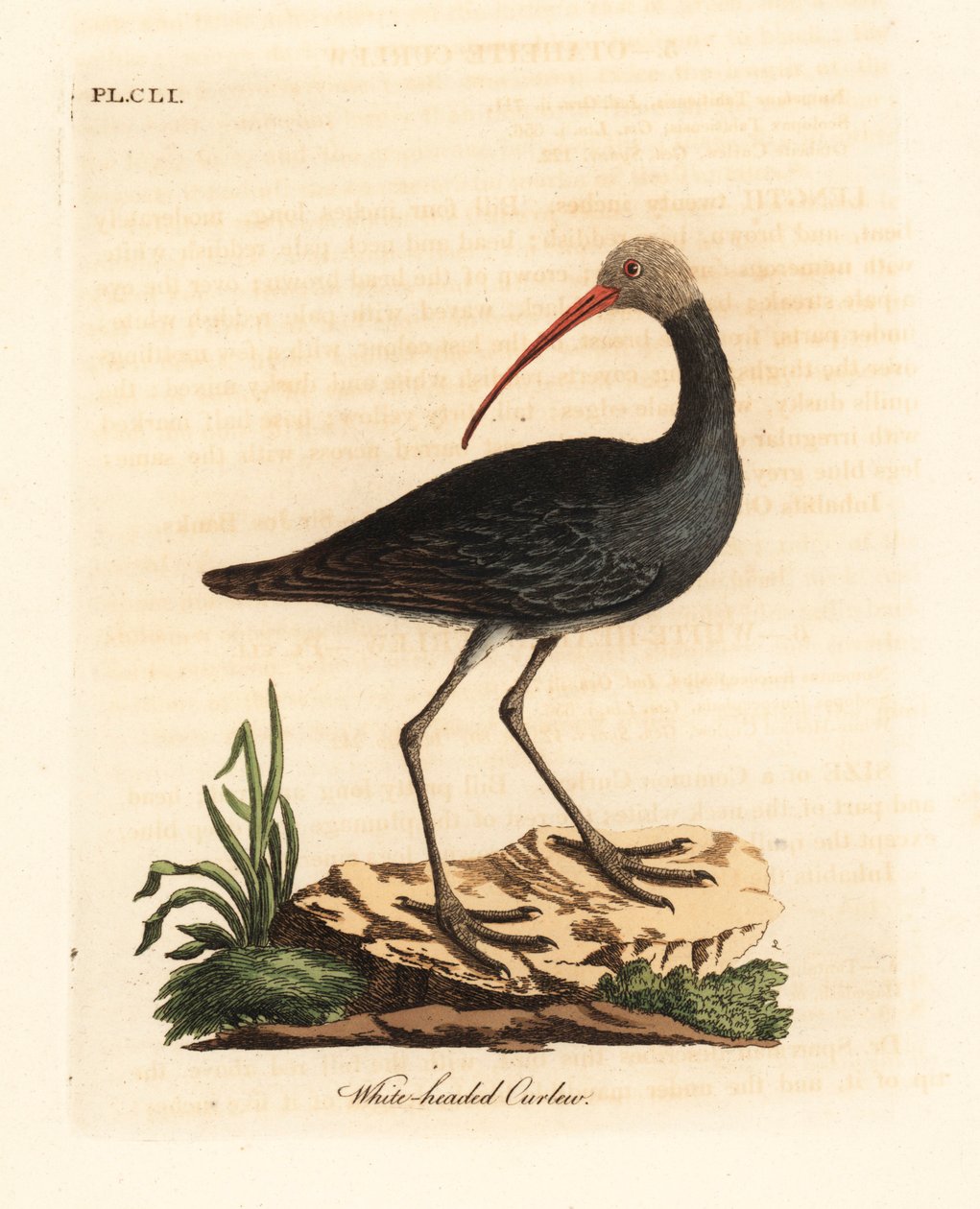 Ibis hadada, Bostrychia hagedash. Gravure à la main par John Latham de son propre A General History of Birds, Winchester - John Latham