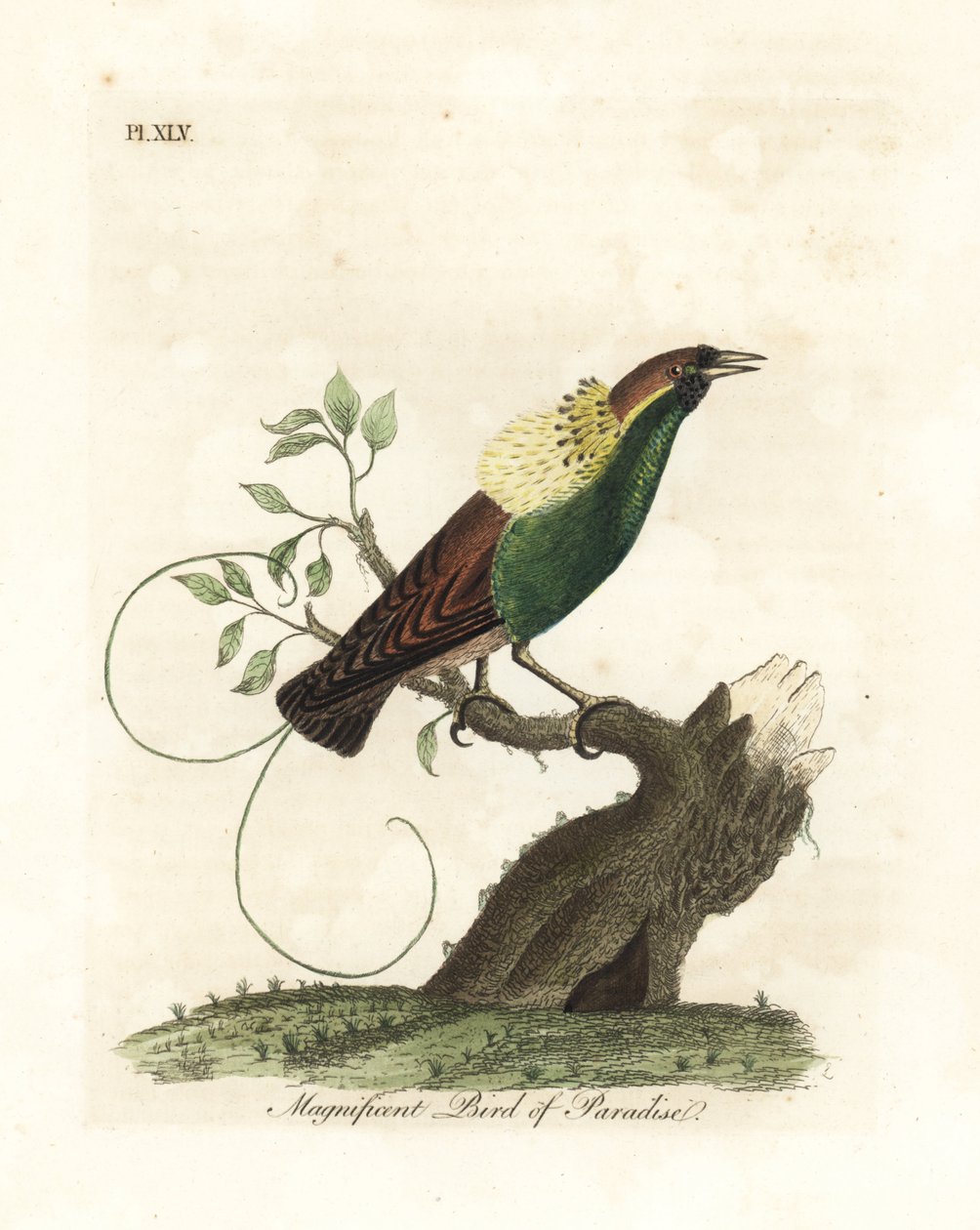 Magnifique oiseau de paradis, Diphyllodes magnificus. Gravure à la main en cuivre dessinée et gravée par John Latham de son propre A General History of Birds, Winchester - John Latham
