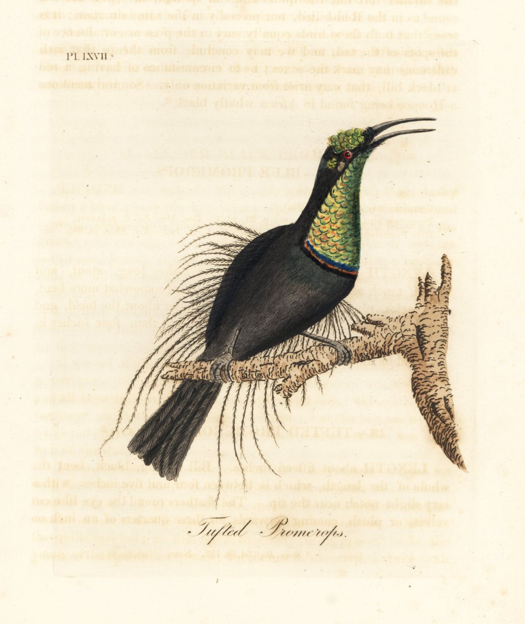 Oiseau-mouche magnifique, Ptiloris magnificus (Promérops touffu). Dessiné d