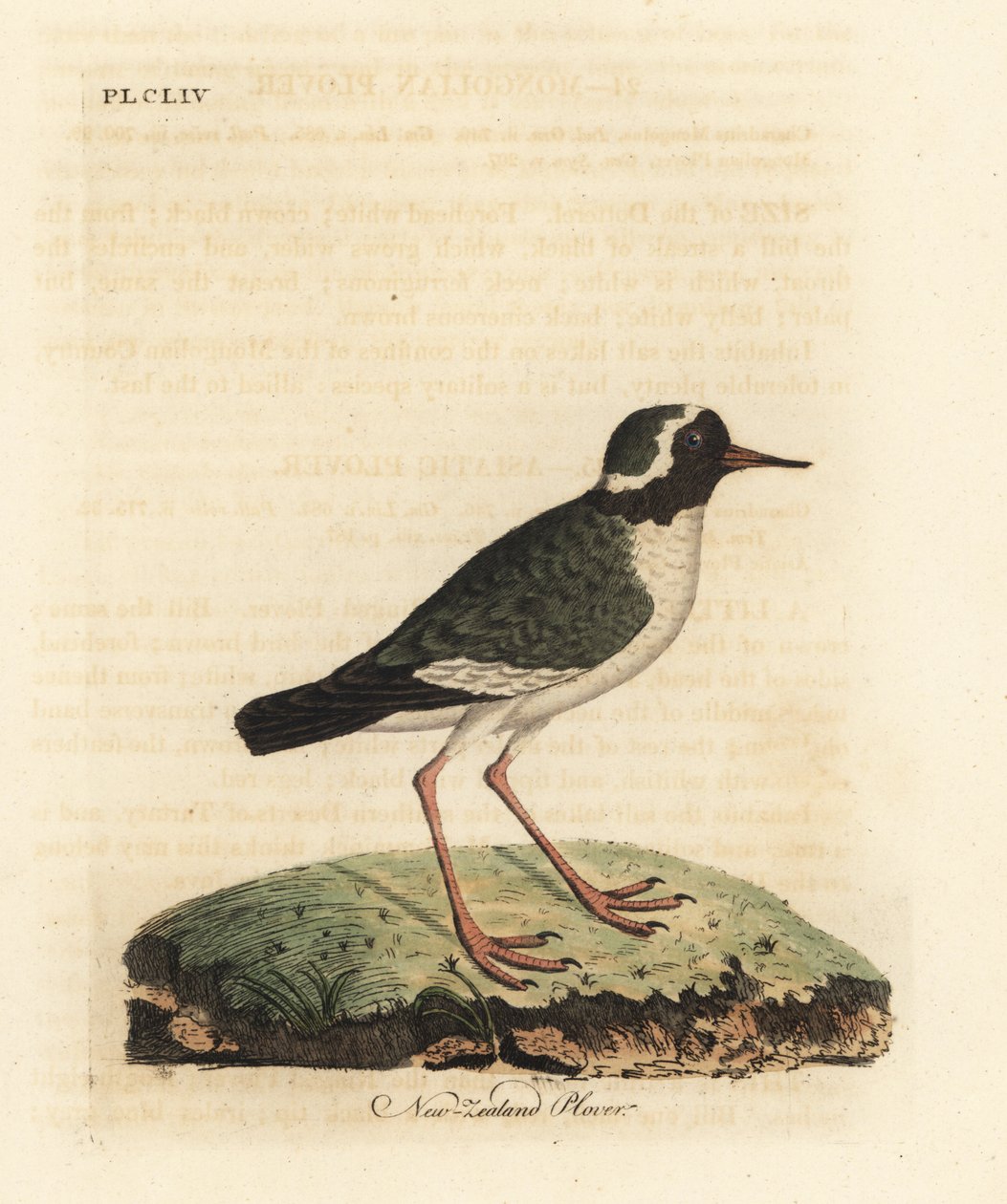 Pluvier de Nouvelle-Zélande, Charadrius obscure (Charadrius novae Zealandiae). En danger. Gravure sur cuivre dessinée et gravée par John Latham de son propre A General History of Birds, Winchester - John Latham