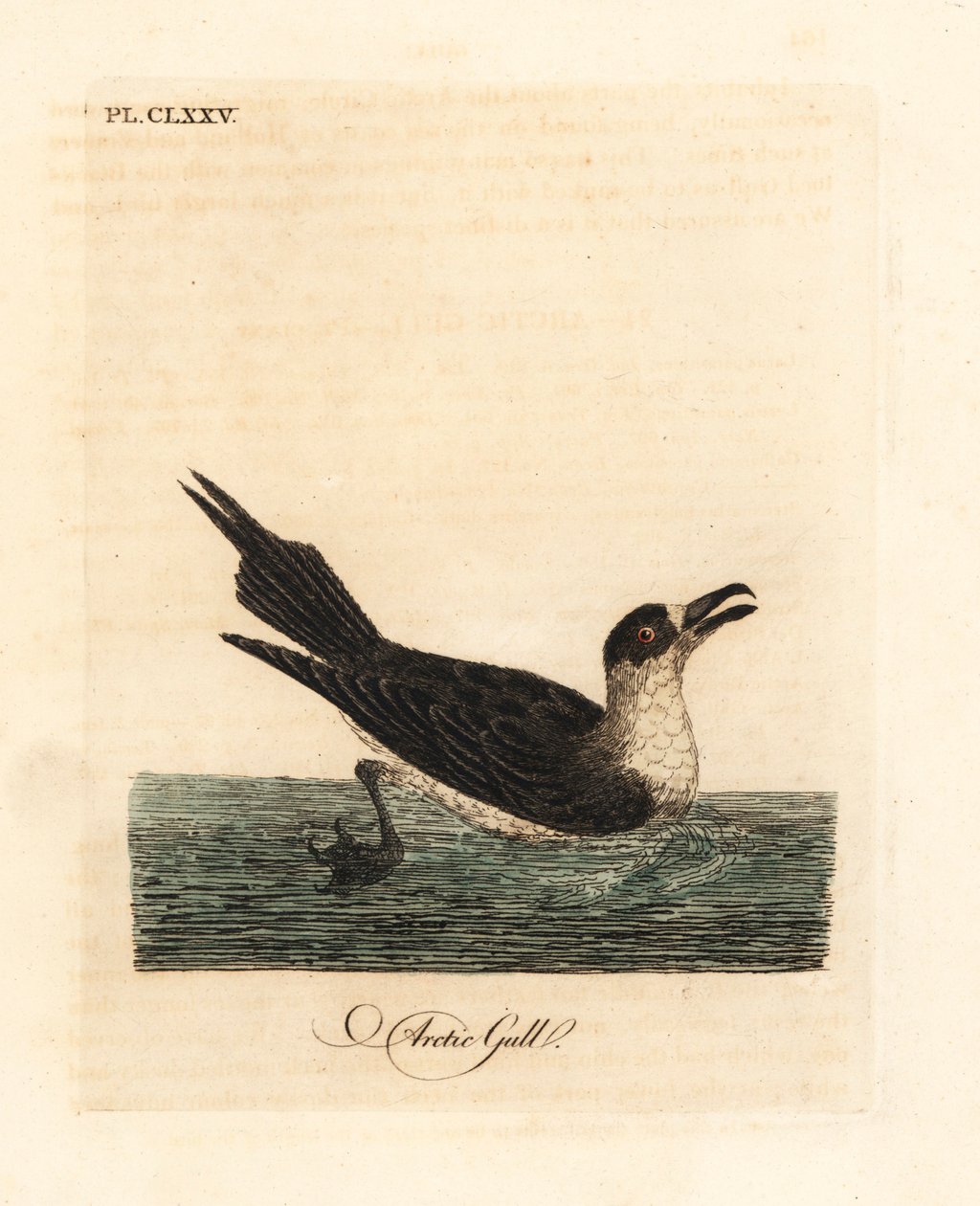 Labbe parasite, Stercorarius parasiticus. Gravure à la main par John Latham de son propre A General History of Birds, Winchester - John Latham