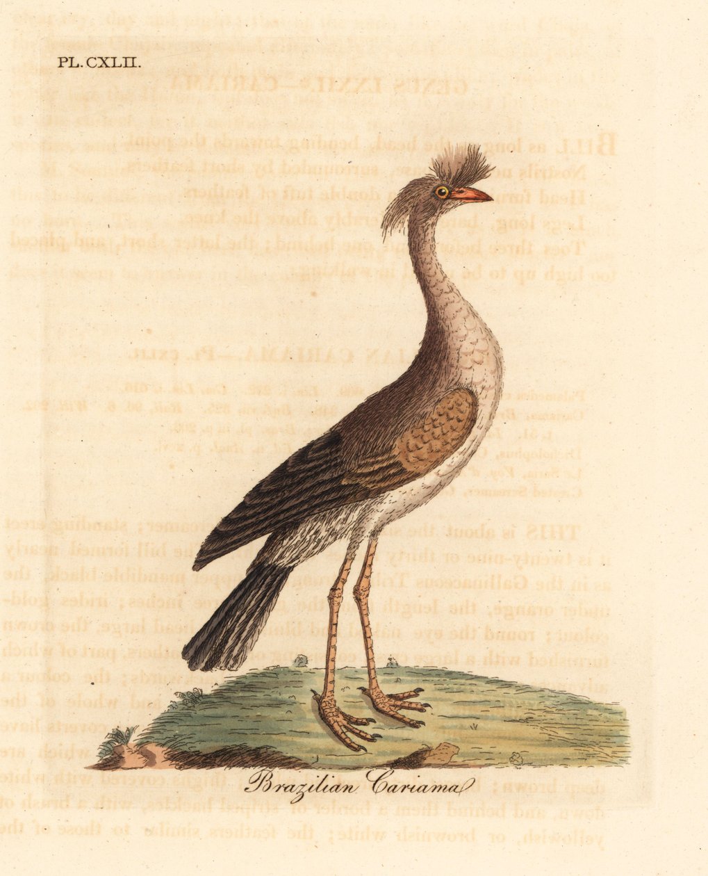 Cariama huppée, Cariama cristata. Gravure à la main par John Latham de son propre A General History of Birds, Winchester - John Latham