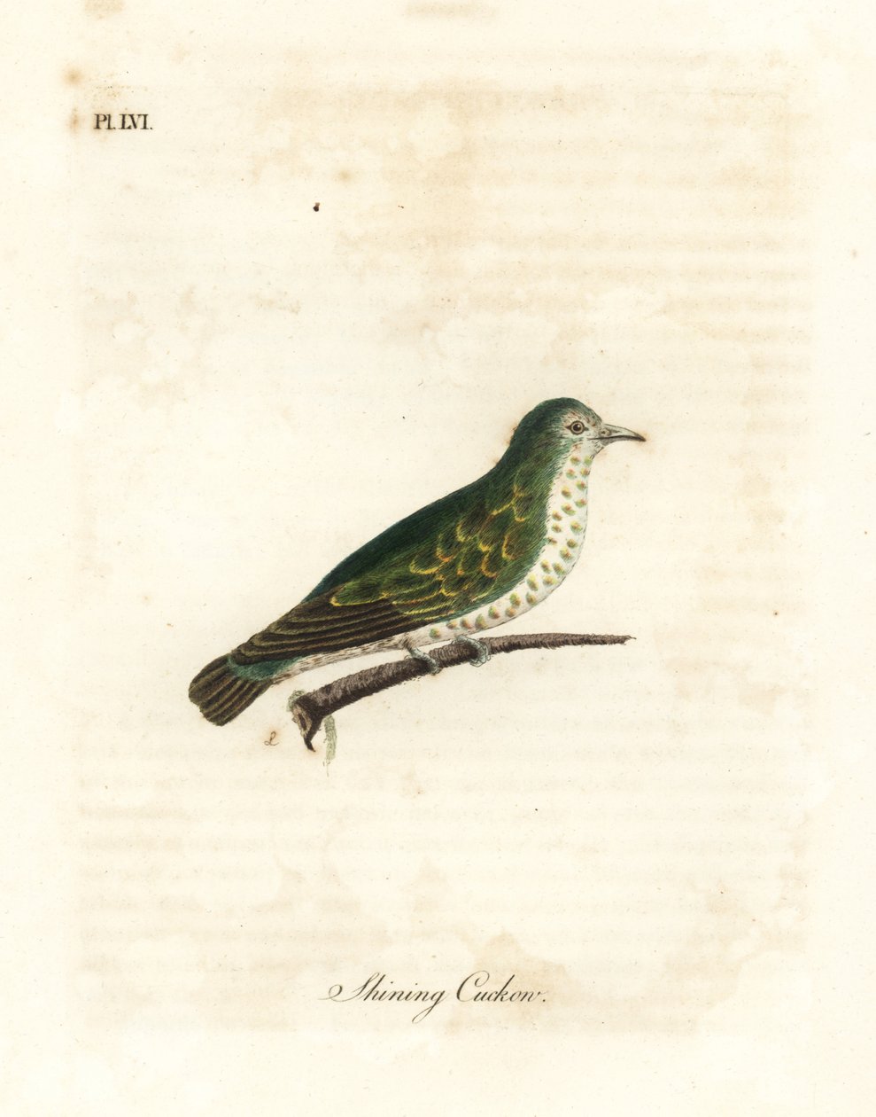 Coucou bronze brillant, Chrysococcyx lucidus. Gravure à la main par John Latham de son propre A General History of Birds, Winchester - John Latham