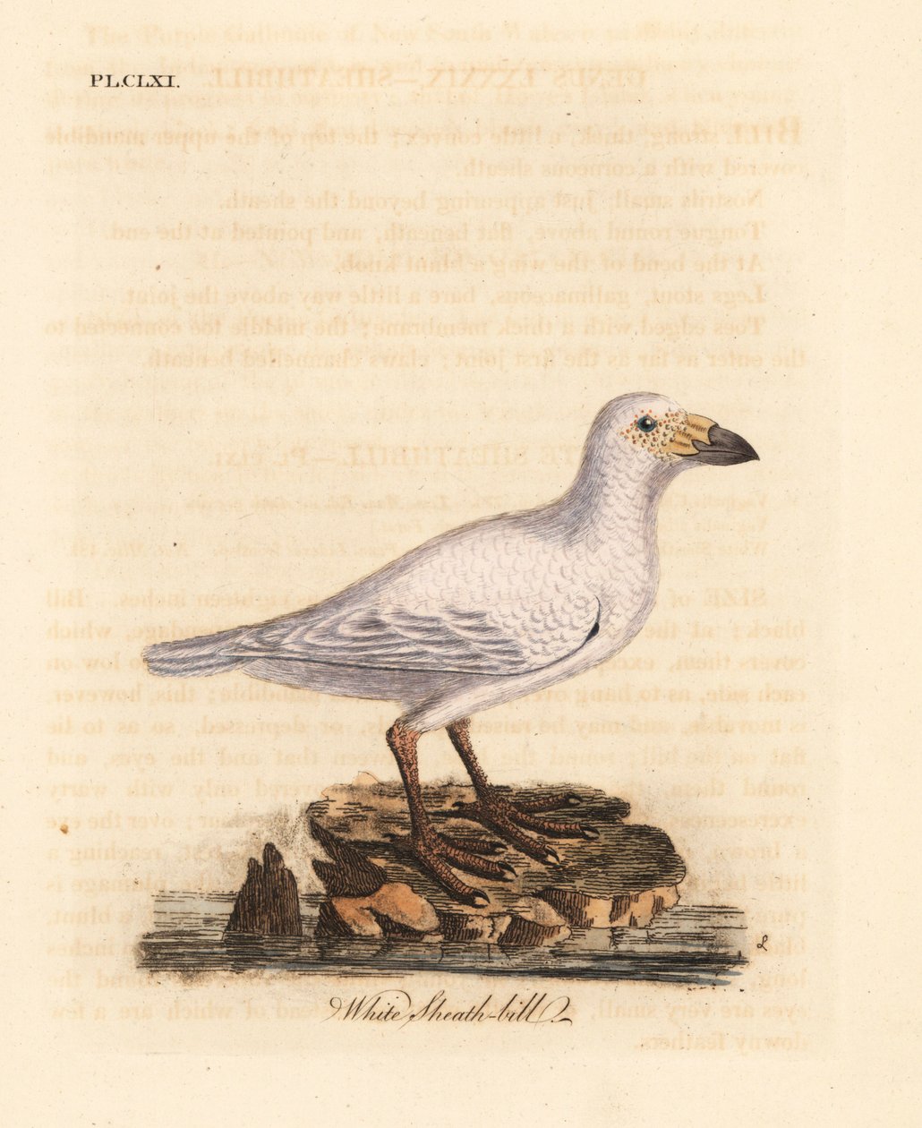 Chionis blanc, Chionis albus. Gravure à la main par John Latham de son propre A General History of Birds, Winchester - John Latham