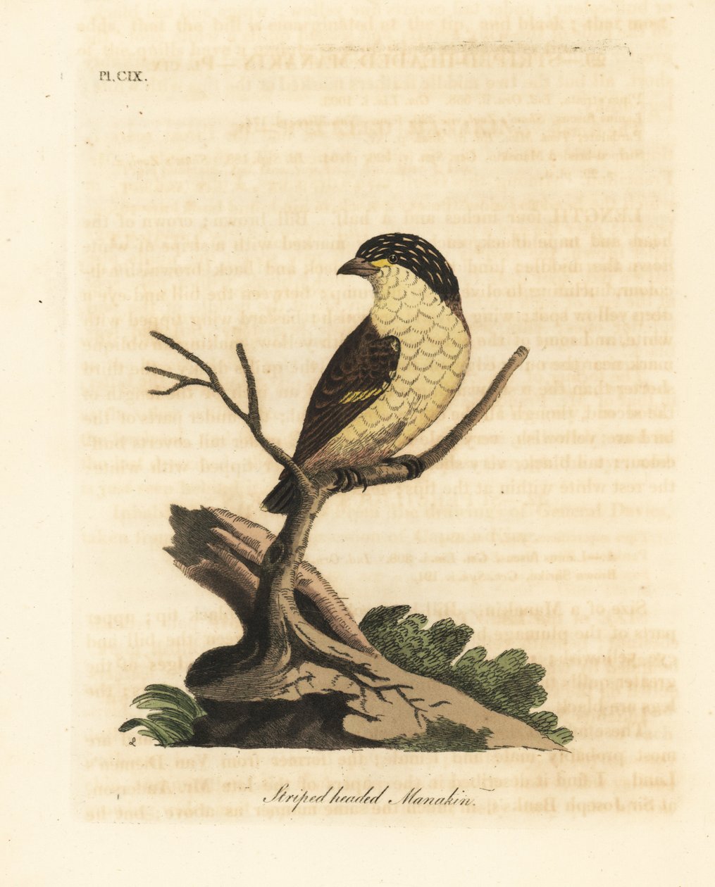 Pardalote strié, Pardalotus striatus. Gravure à la main par John Latham de son propre A General History of Birds - John Latham