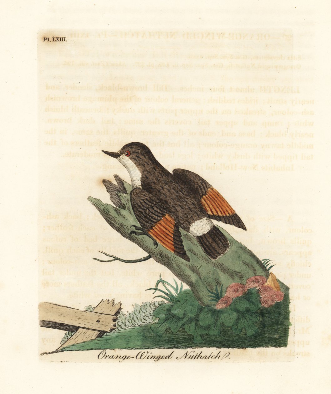 Sittelle variée, Daphoenositta chrysoptera (Sittelle à ailes orange, Sitta chrysoptera). Gravure à la main en cuivre dessinée et gravée par John Latham de son propre A General History of Birds, Winchester - John Latham