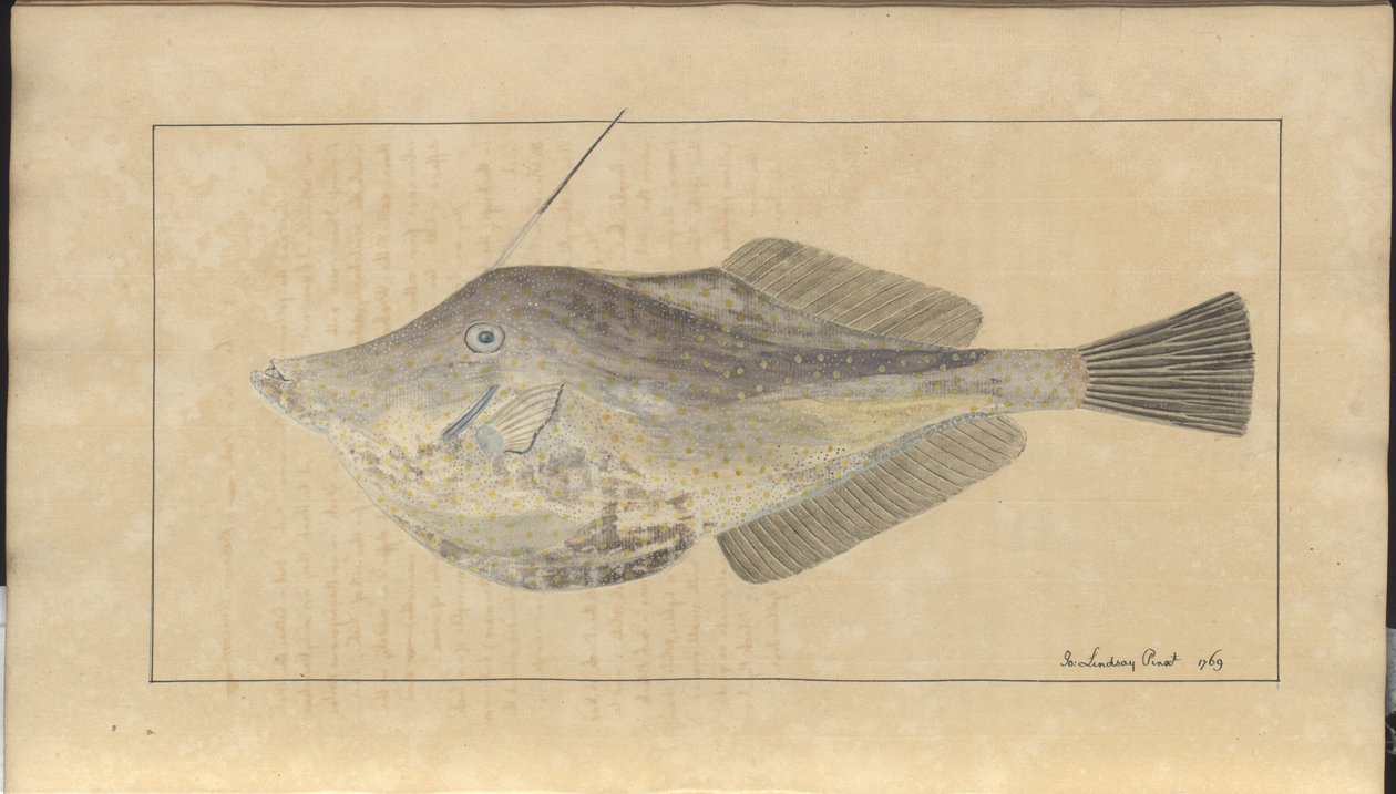 Dessins de Lindsay Vol. VII, 7 - John Lindsay