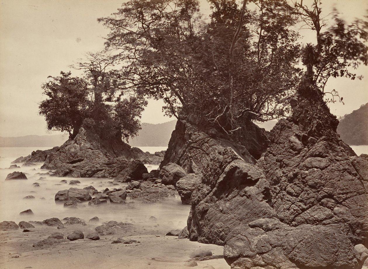 Paysage tropical, baie de Limon - marée basse, 1871 - John Moran
