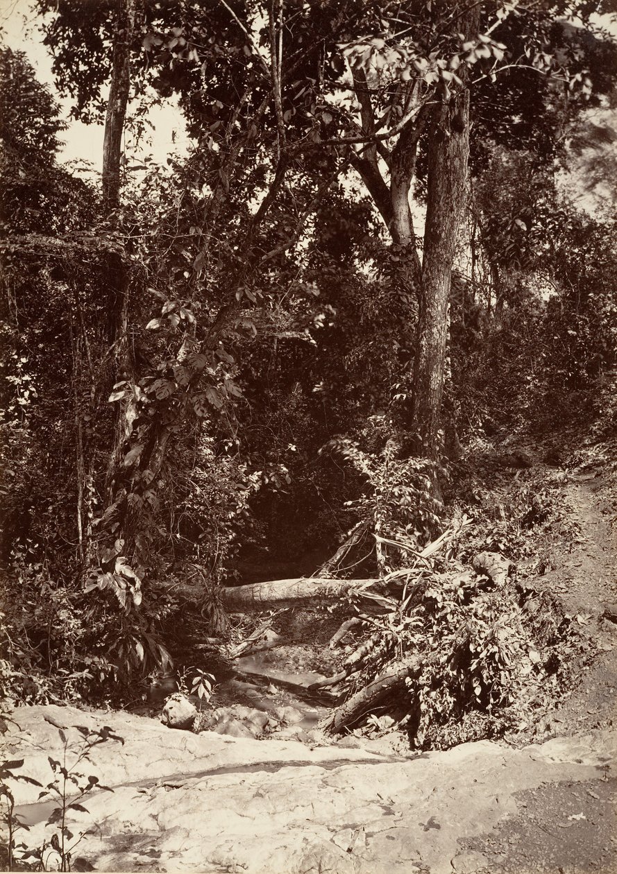 Paysage tropical, Le Ruisseau El Bano, Chipigana, 1871 - John Moran