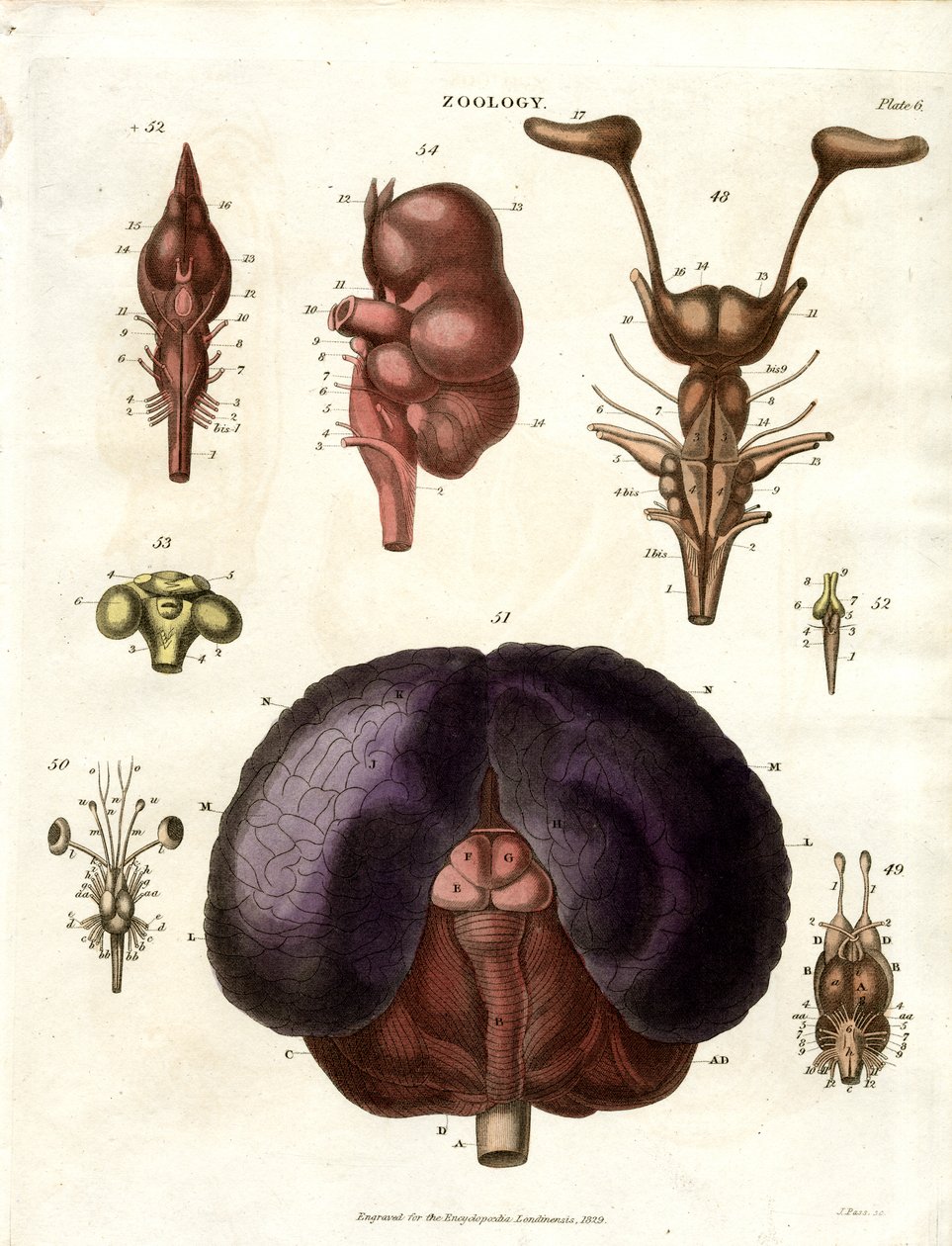 Illustrations anatomiques du cerveau et du système nerveux (planche 6) - John Pass
