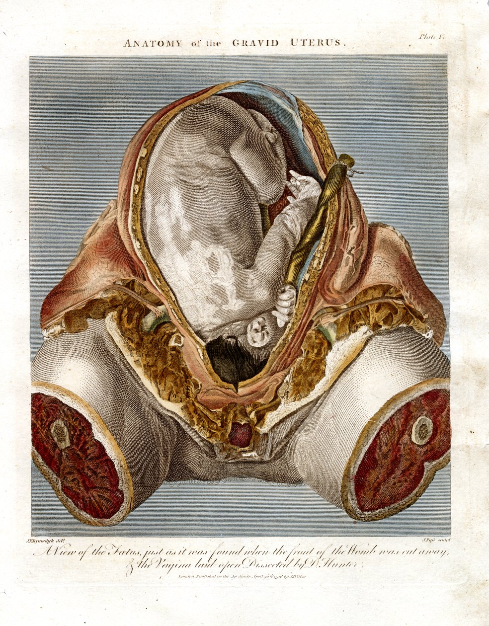Anatomie de l