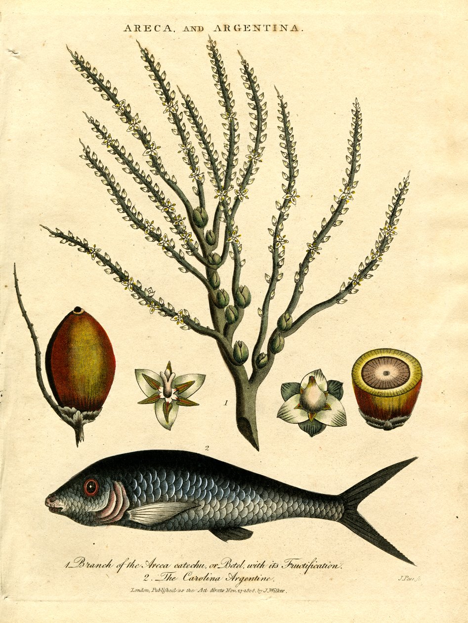 Palmier Areca et Carolina Argentine - John Pass