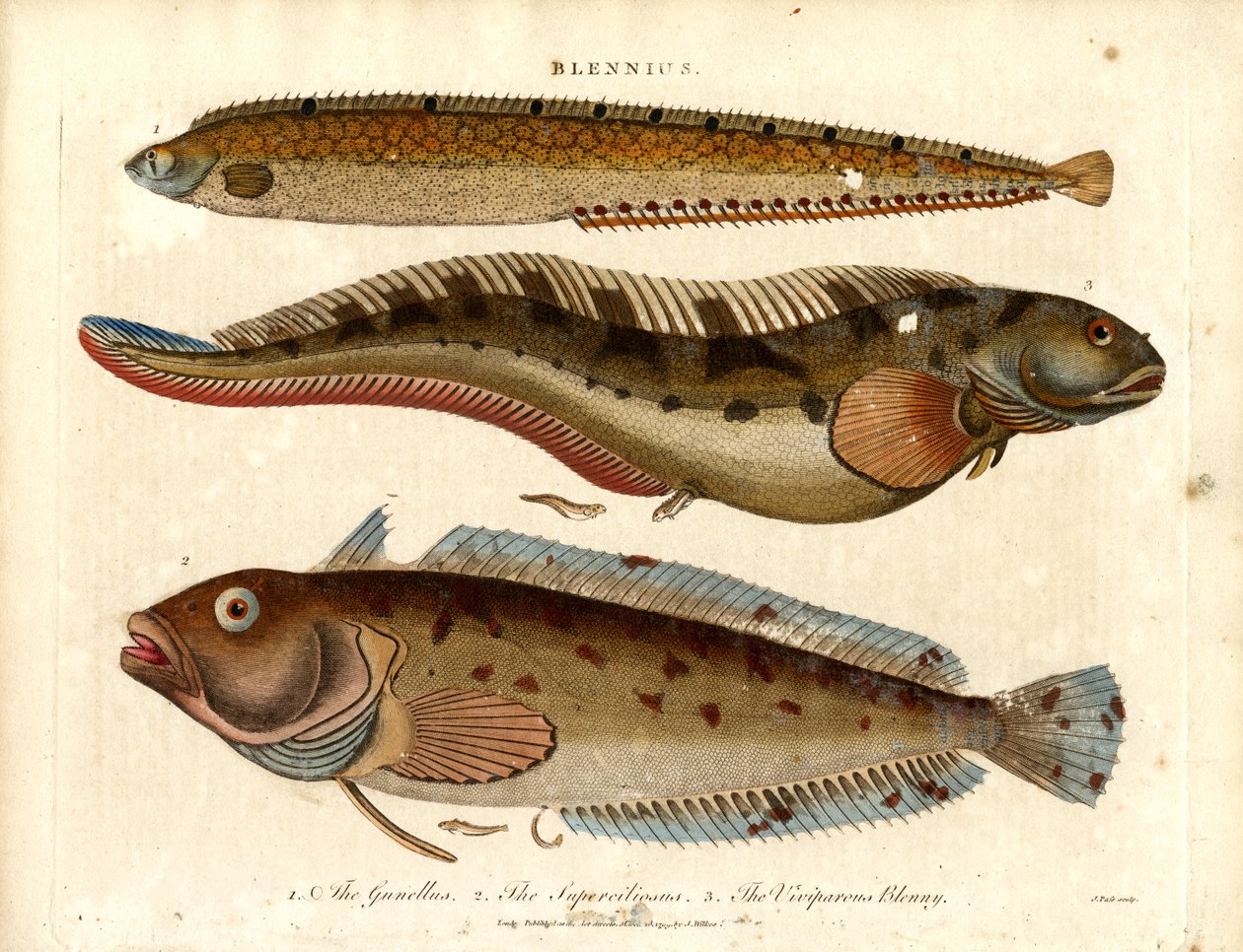 Blennies (Blennius) - John Pass