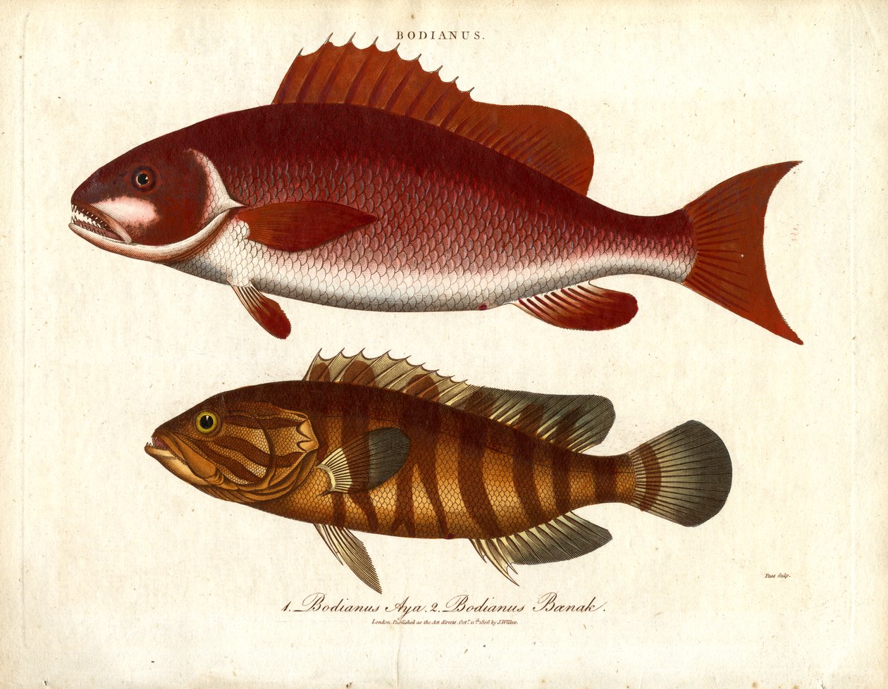 Bodianus - Deux espèces de perches de mer - John Pass
