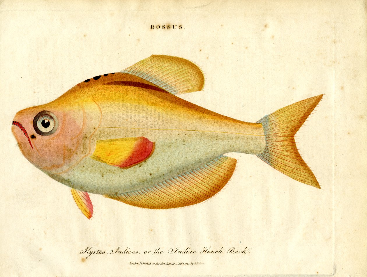 Bossus : dos bossu indien - John Pass