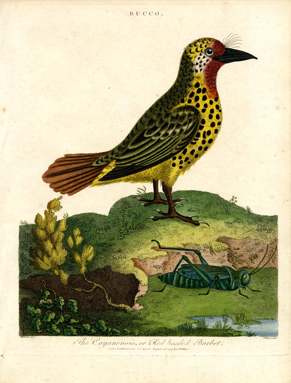 Barbet de Cayenne (Bucco) - John Pass