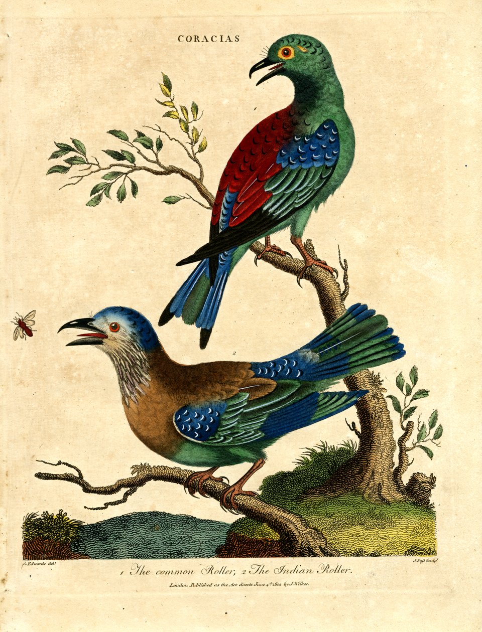 Rouleau commun et rouleau indien - John Pass