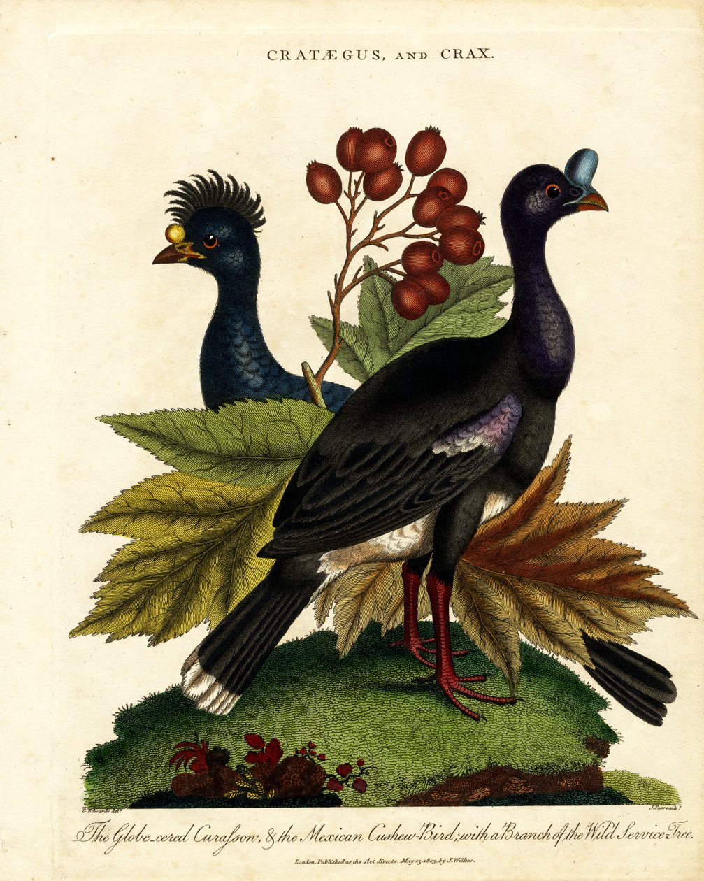 Crataegus et Crax : Courlis luisant et oiseau-cajou mexicain avec l
