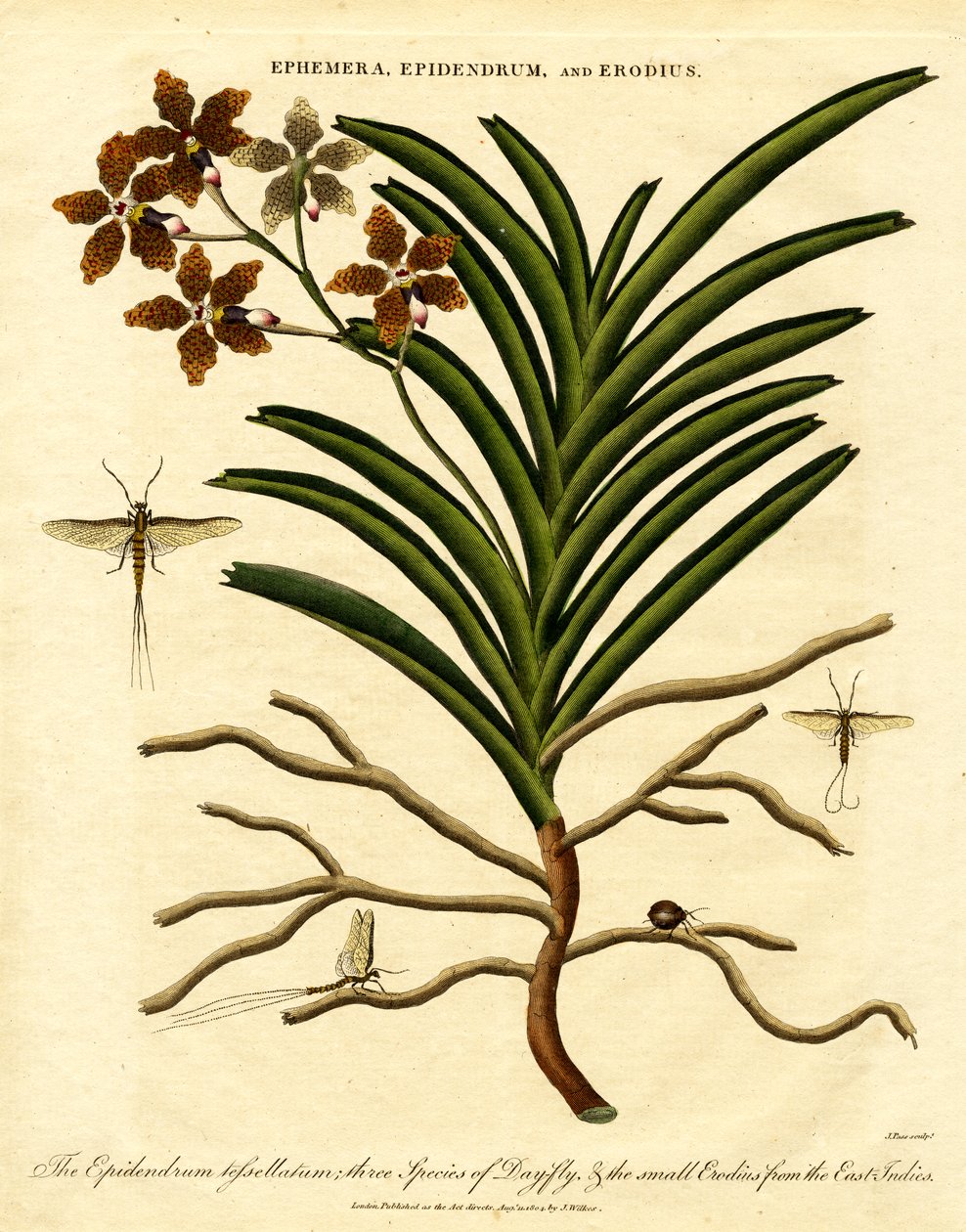 Epidendrum;Ephemera;et Erodius - John Pass