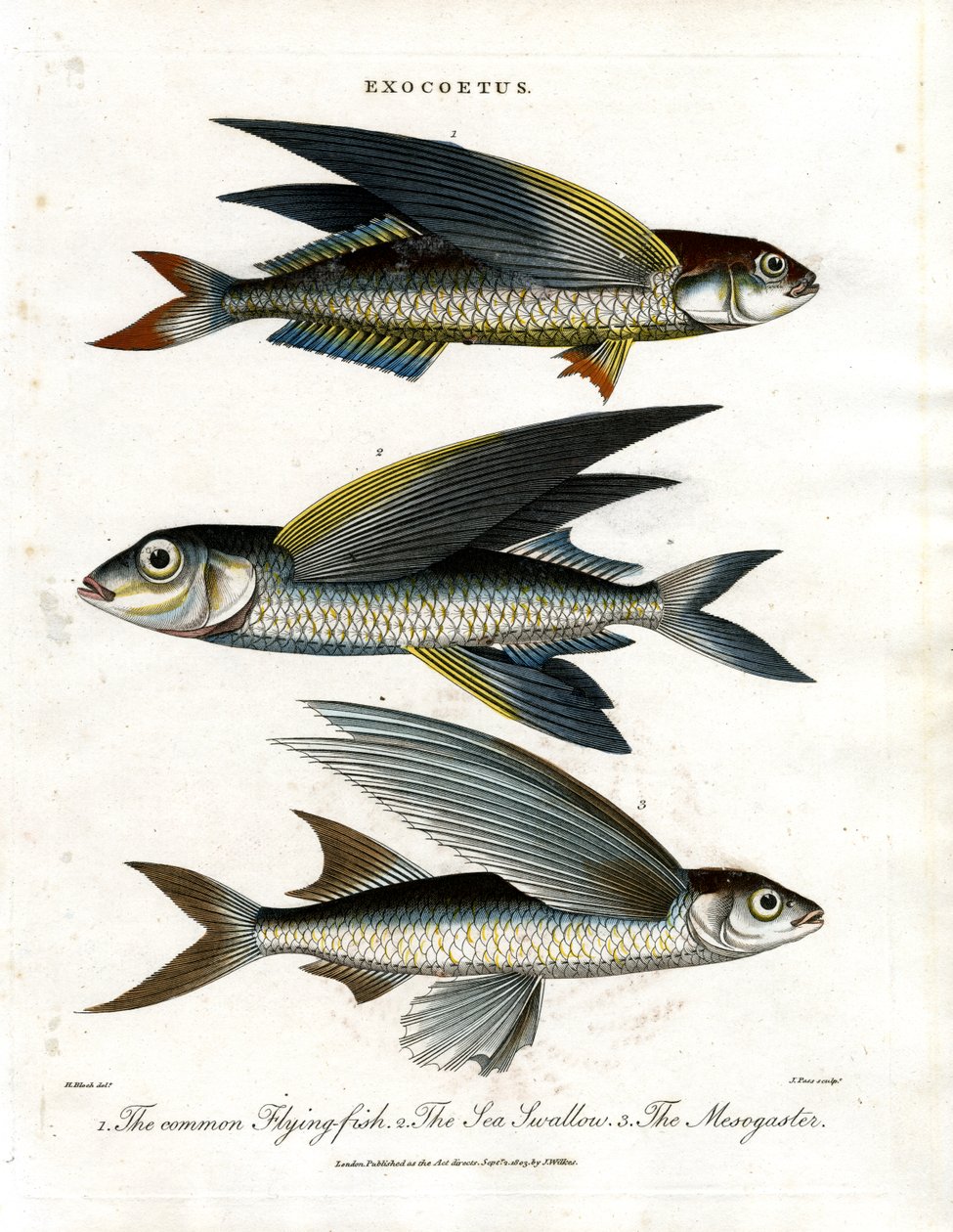 Exocoetus : Poisson volant - John Pass